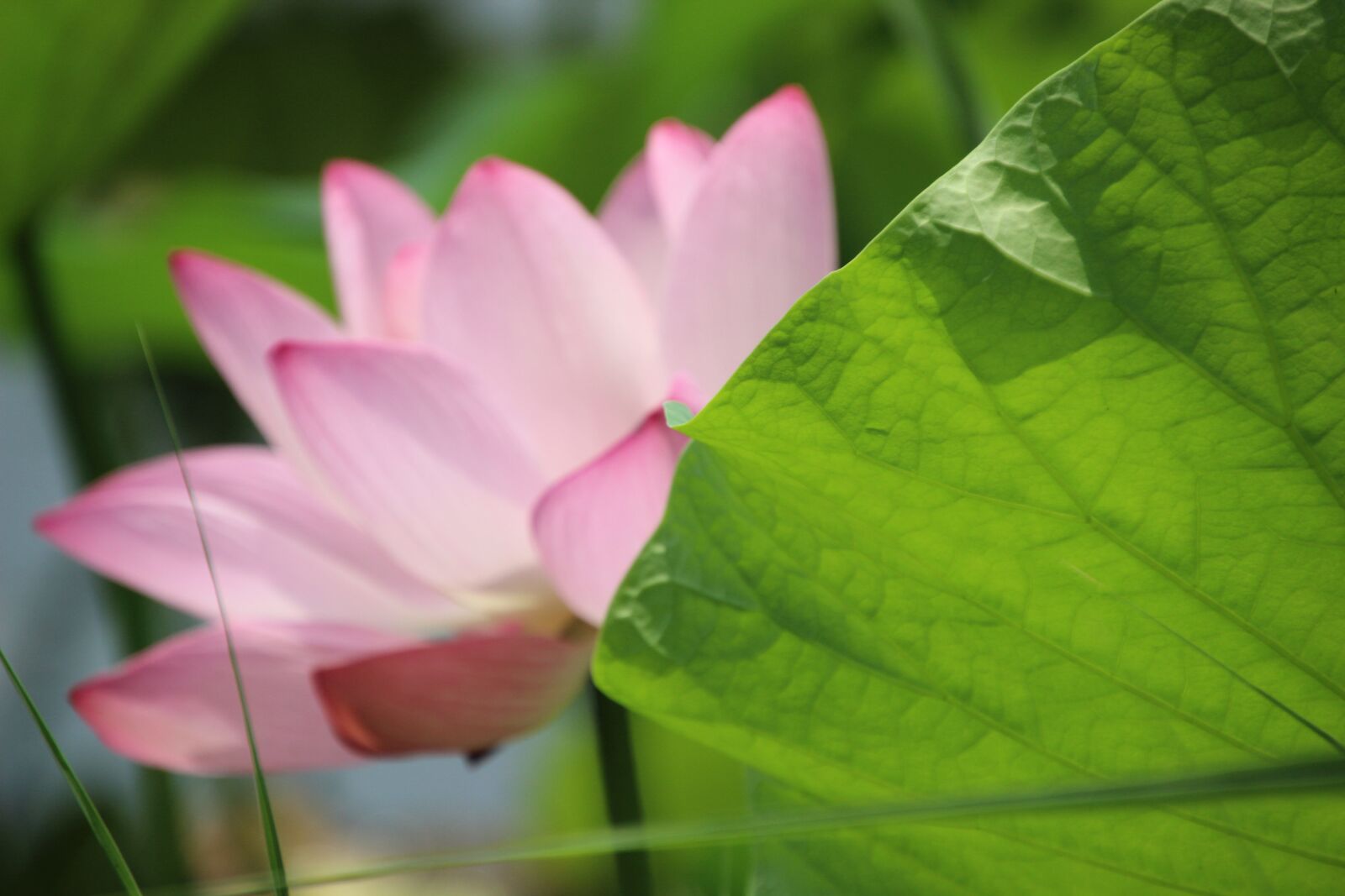 Canon EOS 600D (Rebel EOS T3i / EOS Kiss X5) sample photo. "Lotus, water lily, lotus" photography
