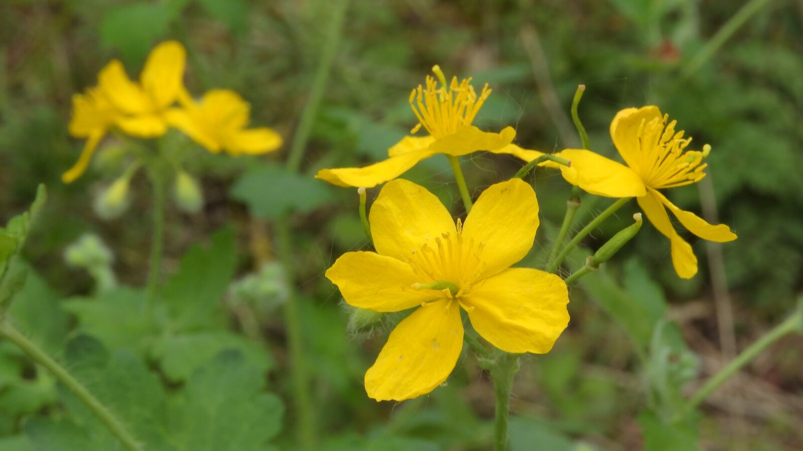 Nikon Coolpix P610 sample photo. Celandine, chelidonium, wild plant photography