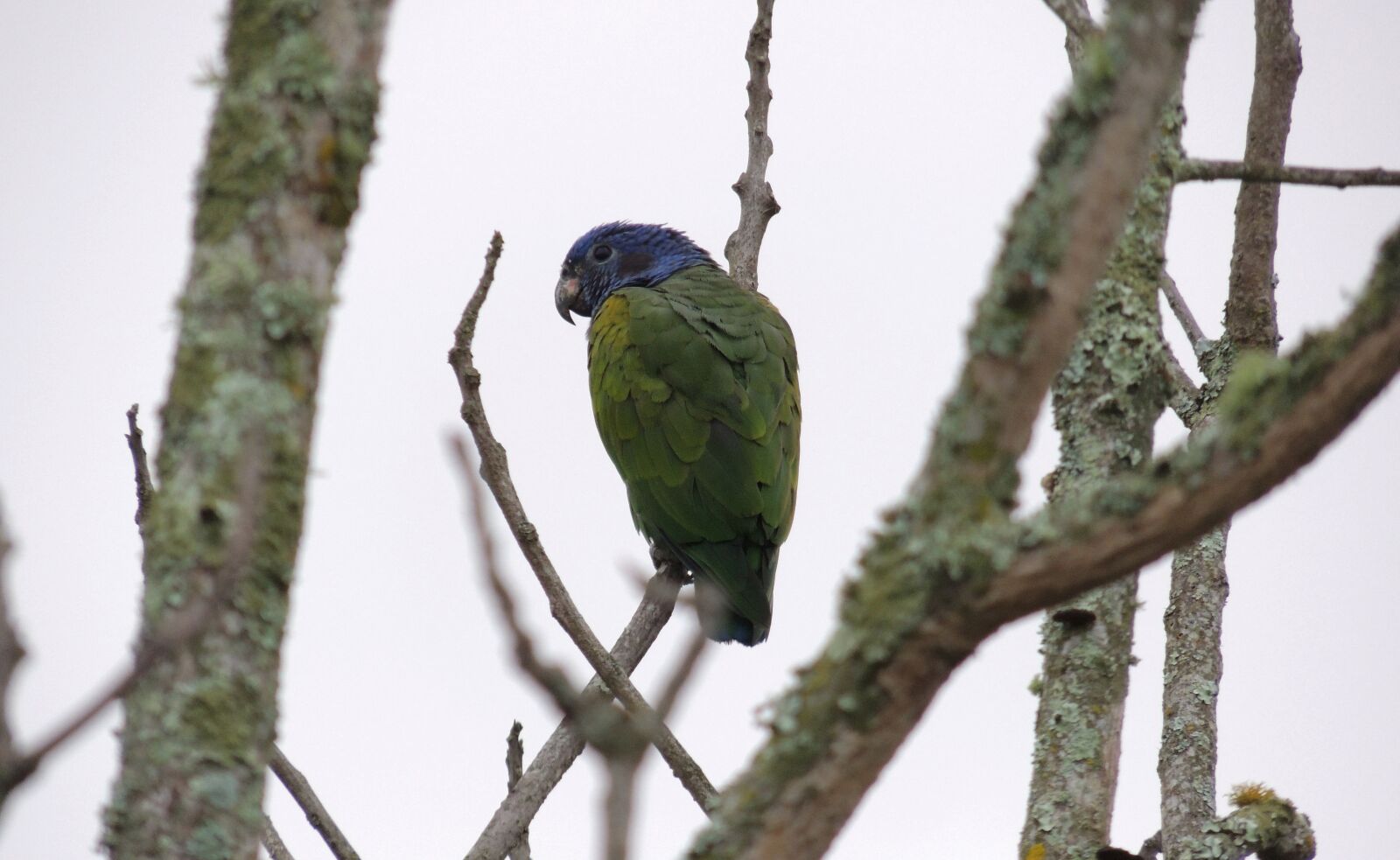Nikon Coolpix P510 sample photo. Birds, parrot, tree photography