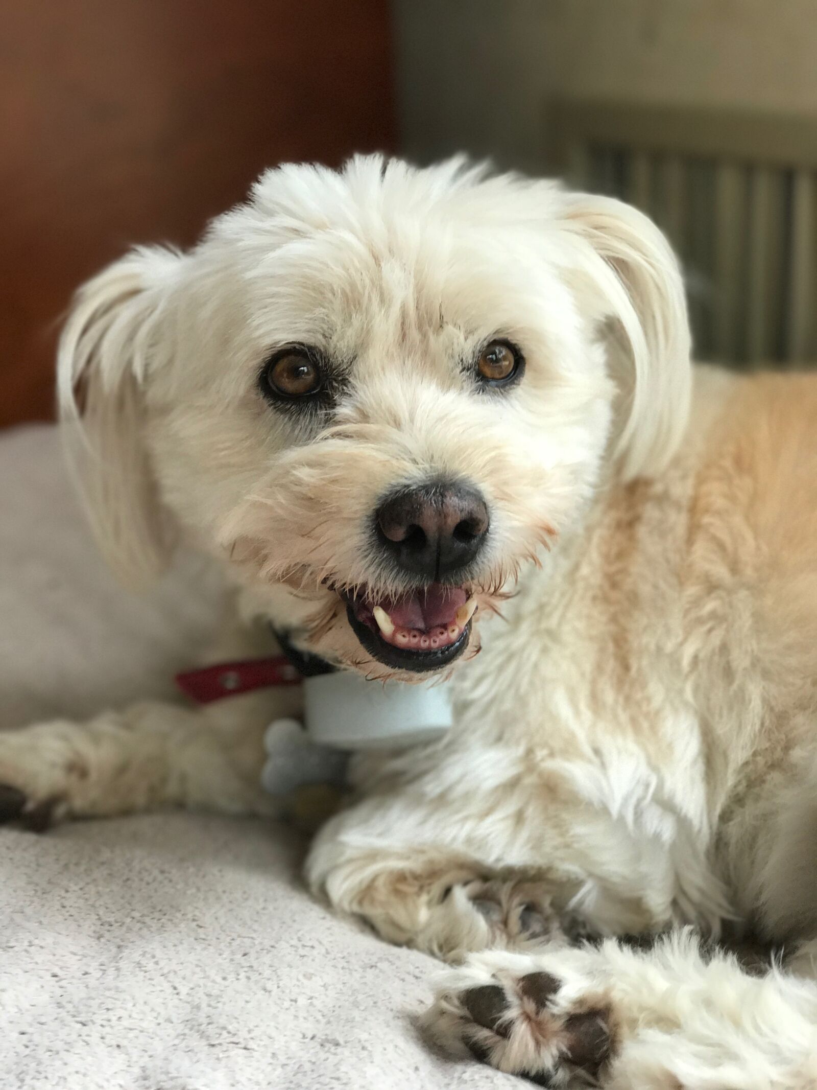 iPhone 7 Plus back dual camera 6.6mm f/2.8 sample photo. Dog, puppy, havanese photography