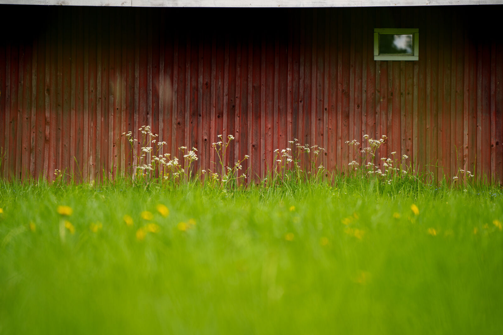 SAMYANG AF 35-150mm F2-2.8 sample photo. Wall by the green photography