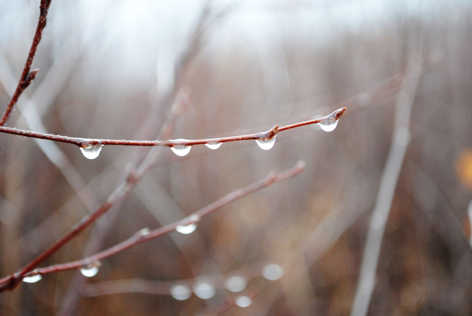 Nikon D3000 sample photo. Forest, trees, forests photography