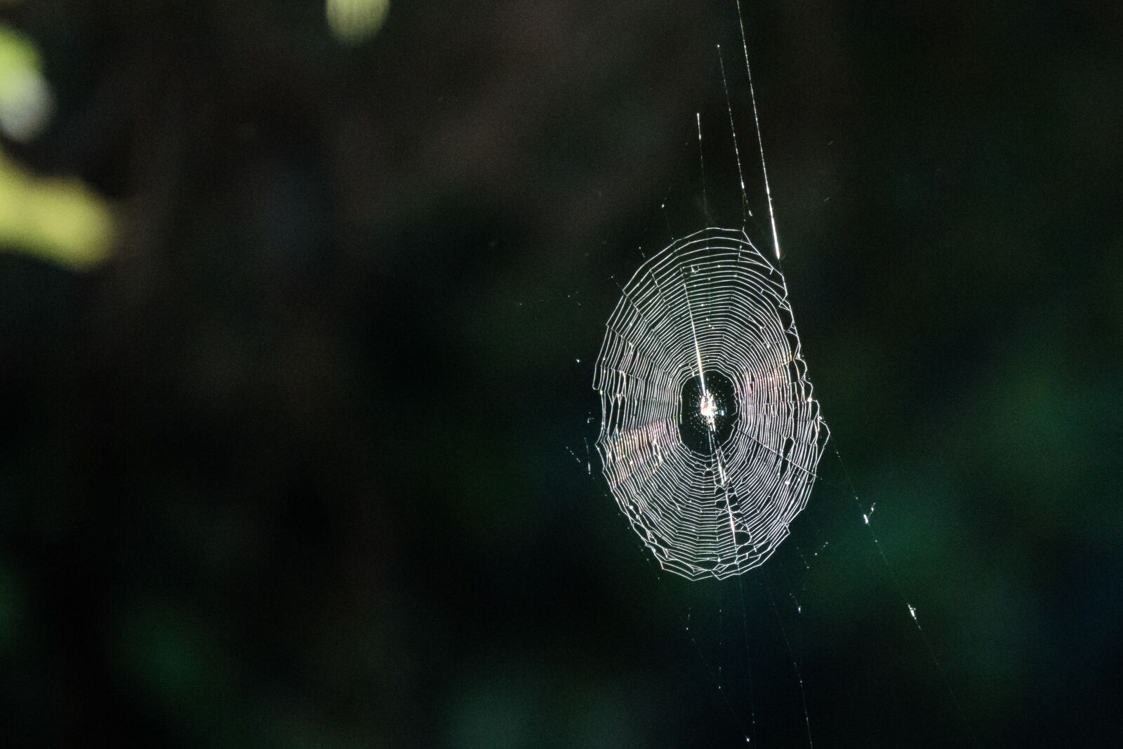 Sony Cyber-shot DSC-RX10 IV sample photo. Cobweb, shadow, sunlight photography