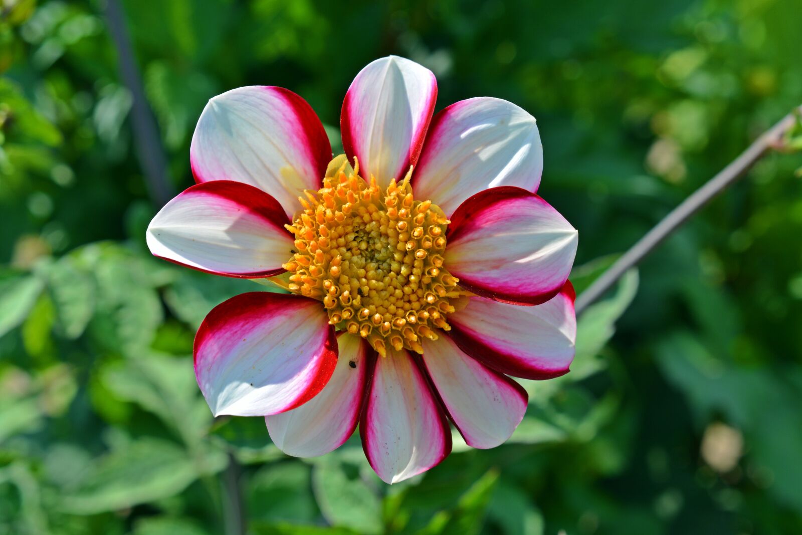 Nikon D5200 sample photo. Blossom, bloom, flower photography
