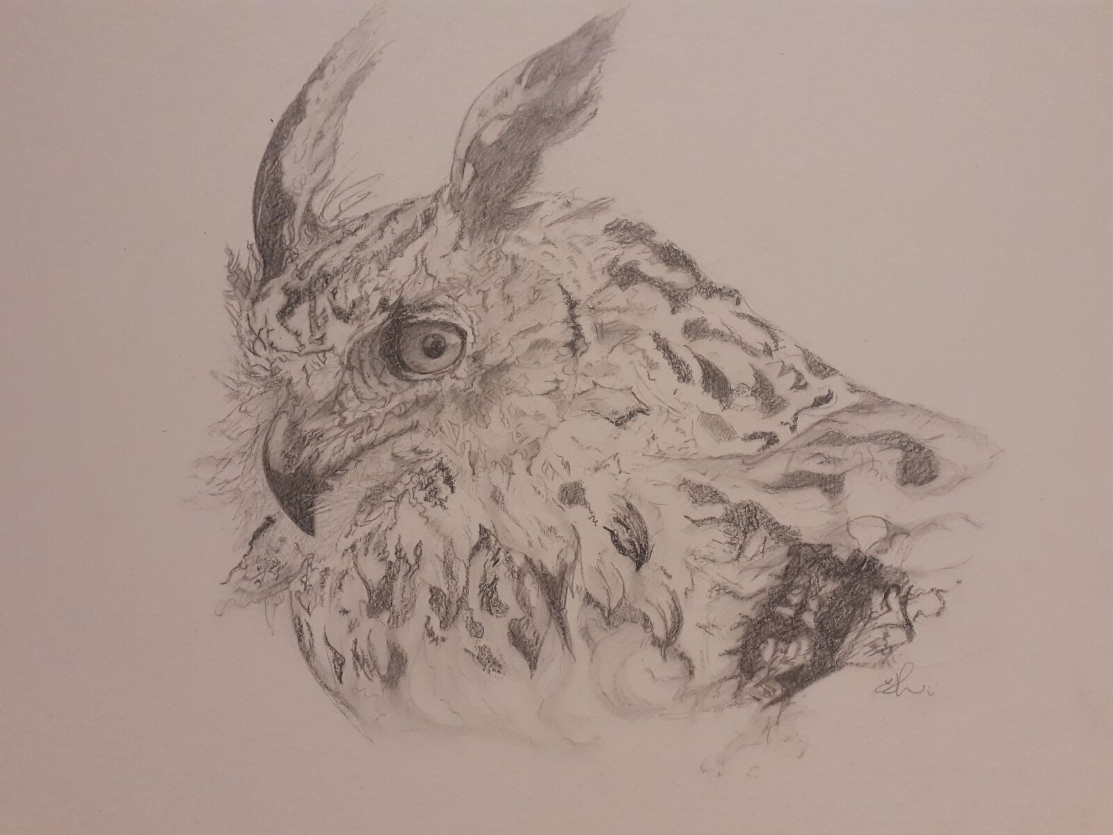 Samsung SM-A202F sample photo. Owl, bird, animal photography