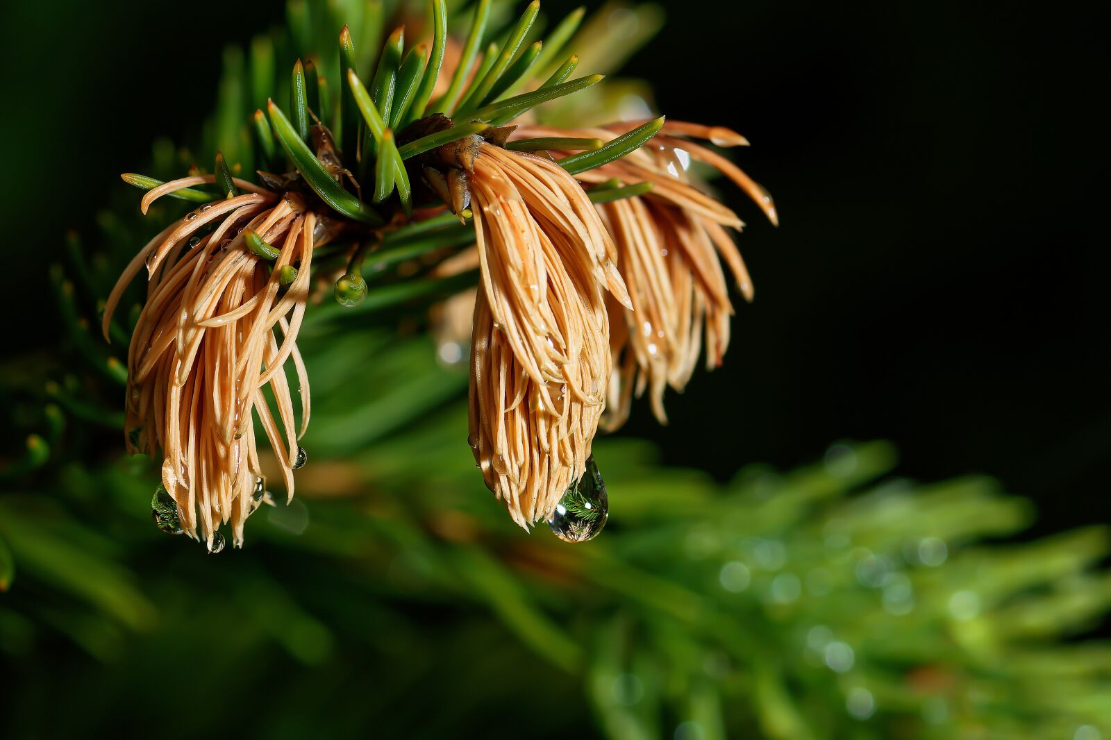 Nikon D7200 sample photo. Fir tree, needles, shoots photography