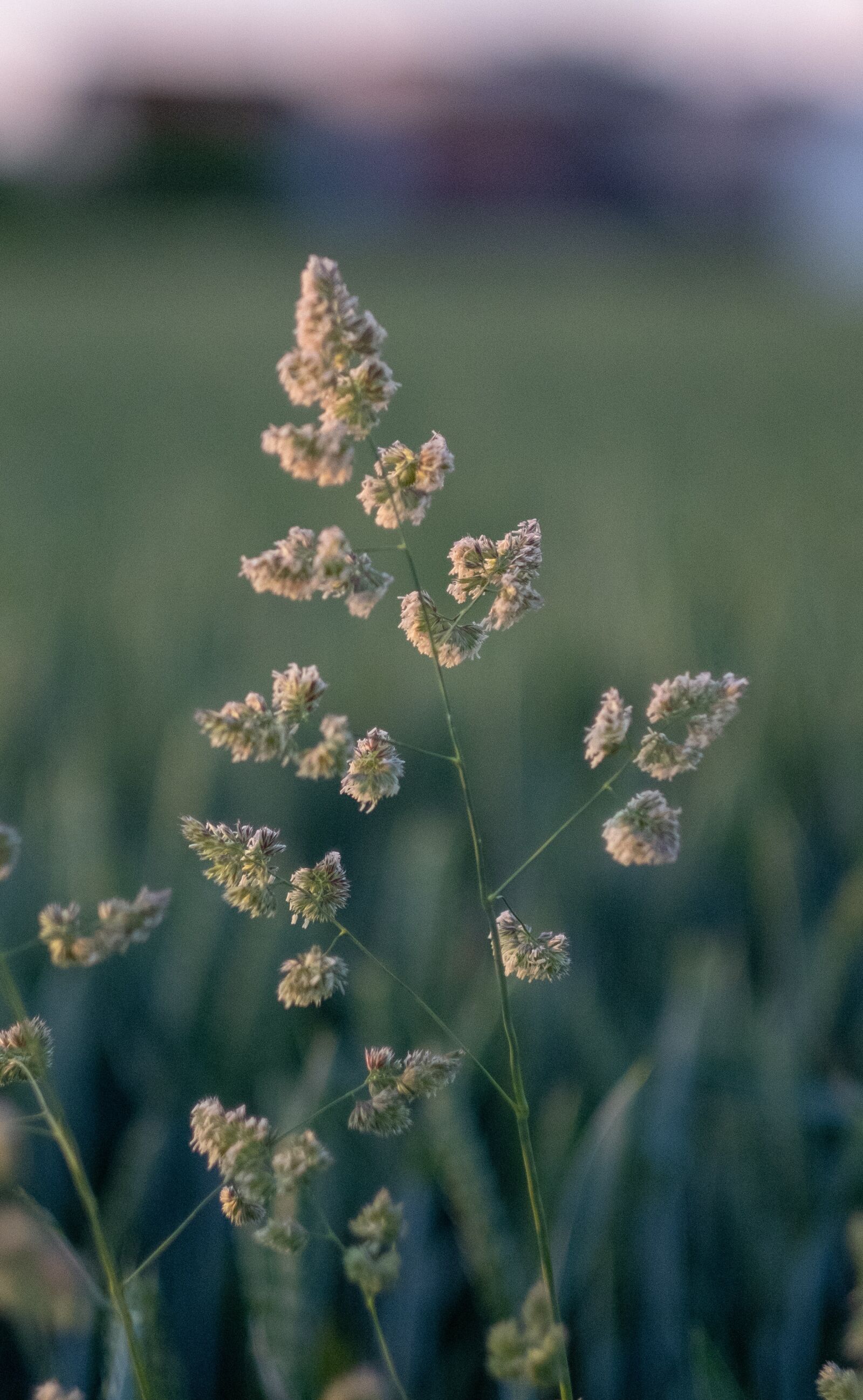Fujifilm X-T2 + Fujifilm XF 56mm F1.2 R sample photo. Grass, blade of grass photography