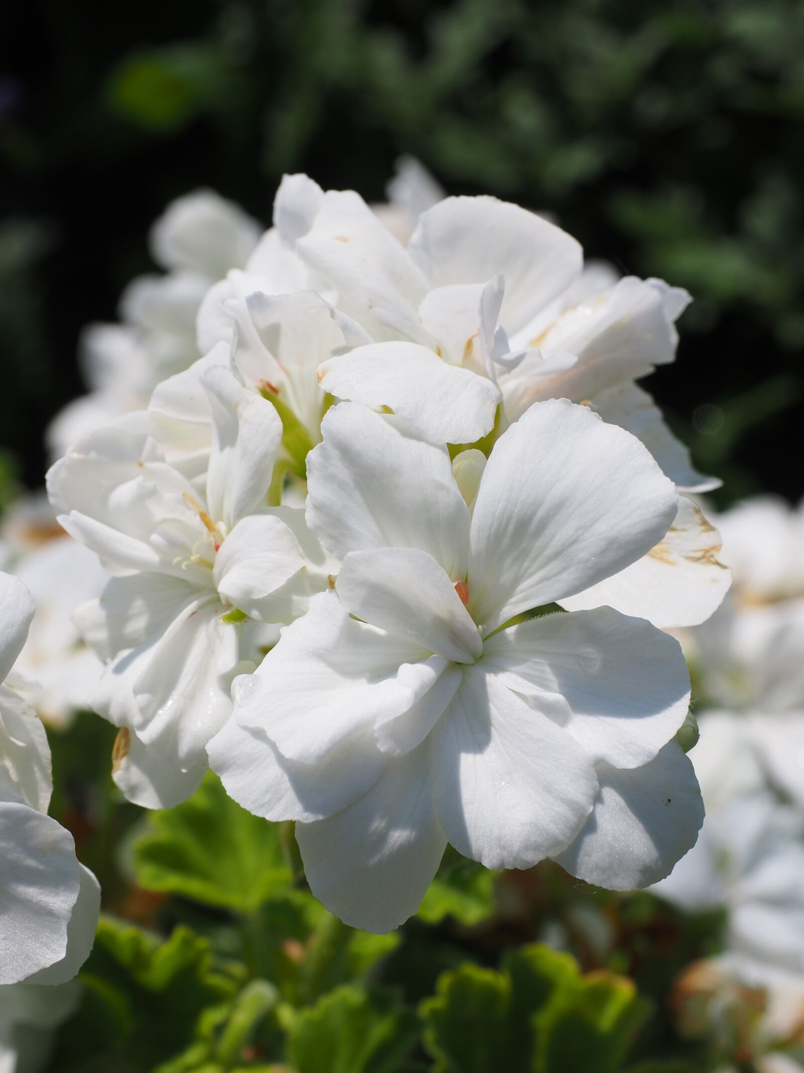 Olympus OM-D E-M1 + Olympus M.Zuiko Digital ED 12-40mm F2.8 Pro sample photo. Geranium, blossom, bloom photography