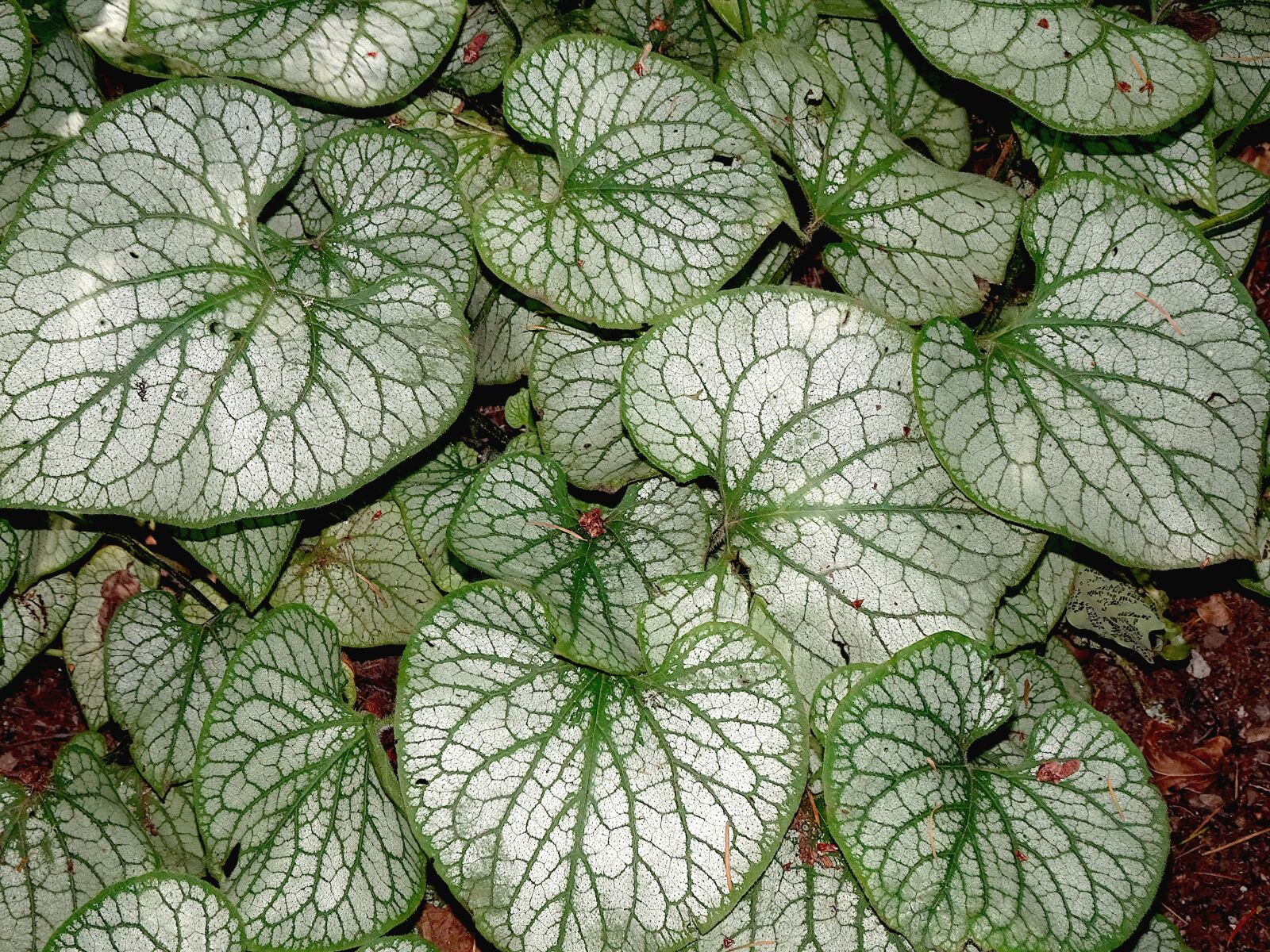 Sony Cyber-shot DSC-HX90V sample photo. P p romia, plants photography