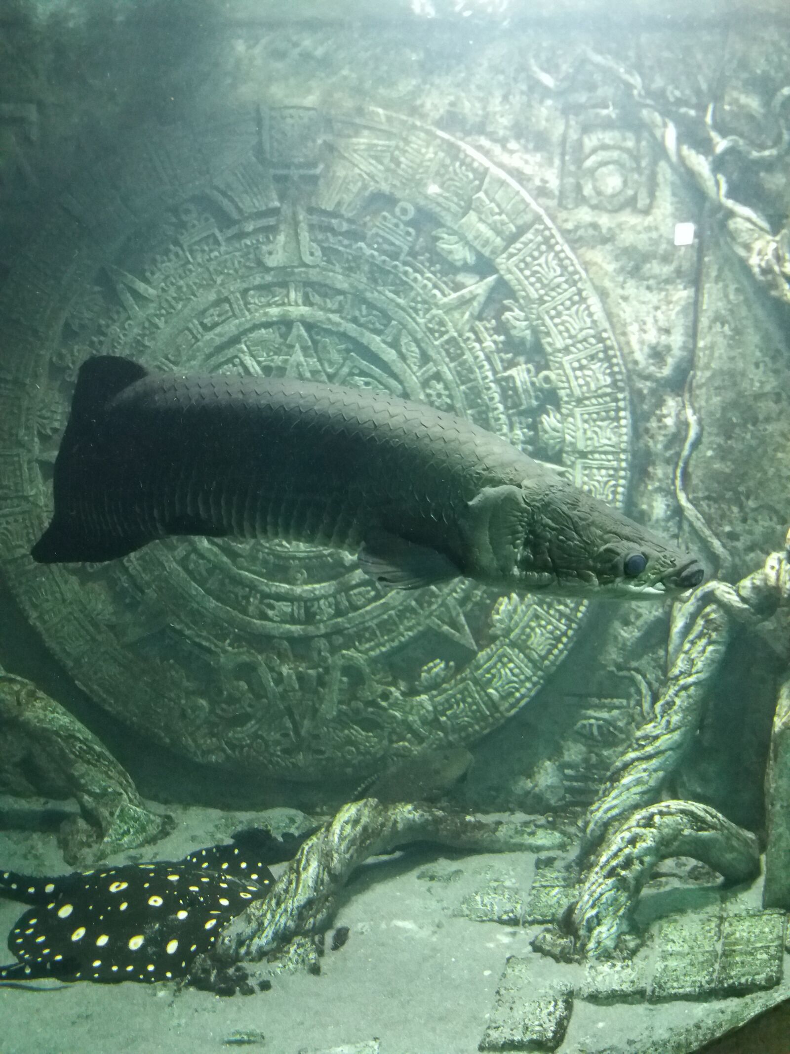 Samsung Galaxy J5(2016) sample photo. Aquarium, sevastopol, fish photography