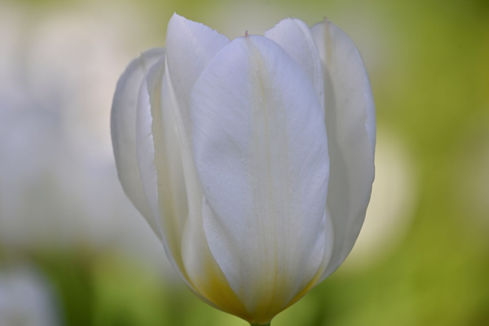 Nikon Z6 sample photo. Tulip, white, tender photography