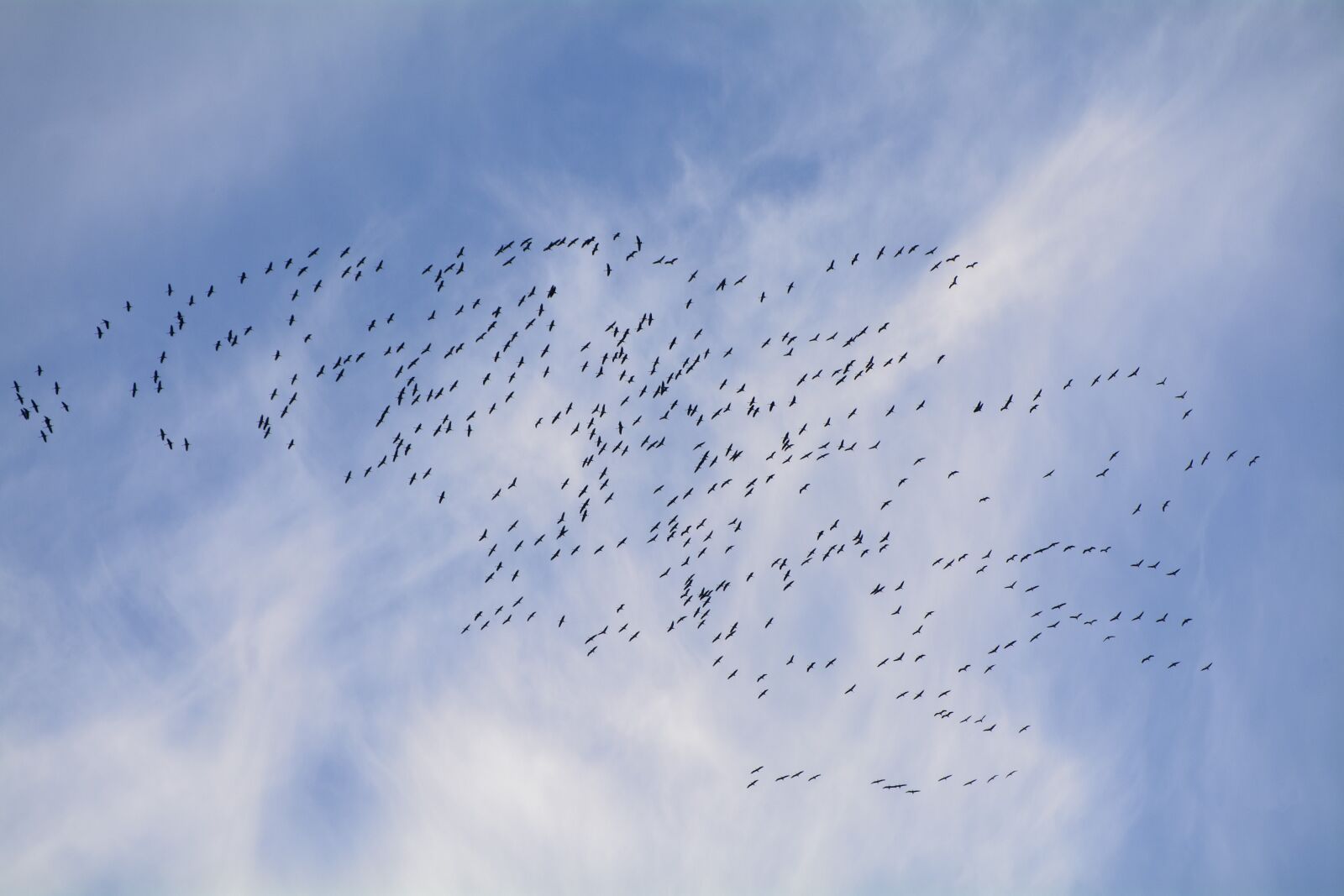 Nikon D7100 sample photo. Migratory birds, migratory bird photography