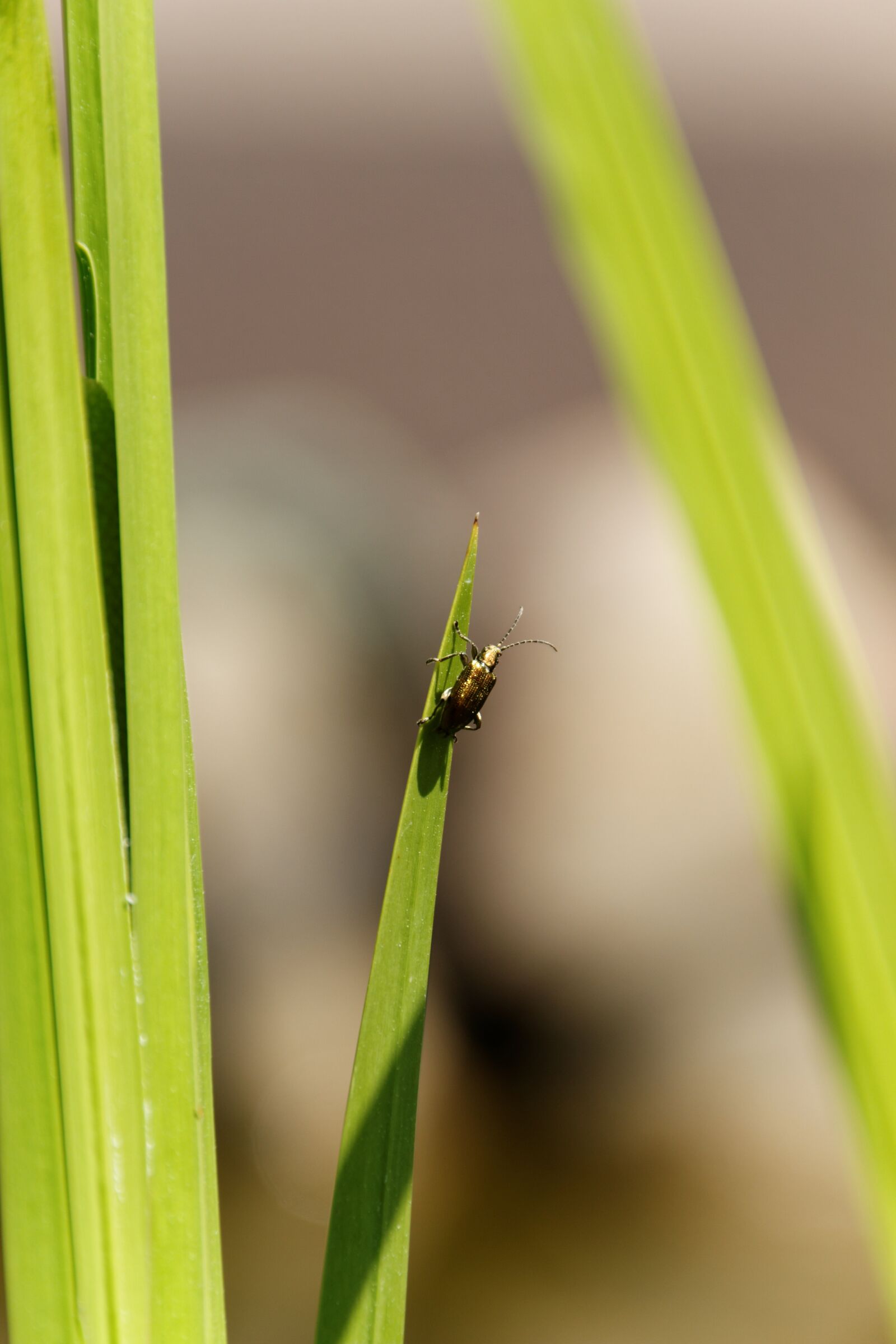 Canon EOS 550D (EOS Rebel T2i / EOS Kiss X4) sample photo. Macro, nature, close up photography