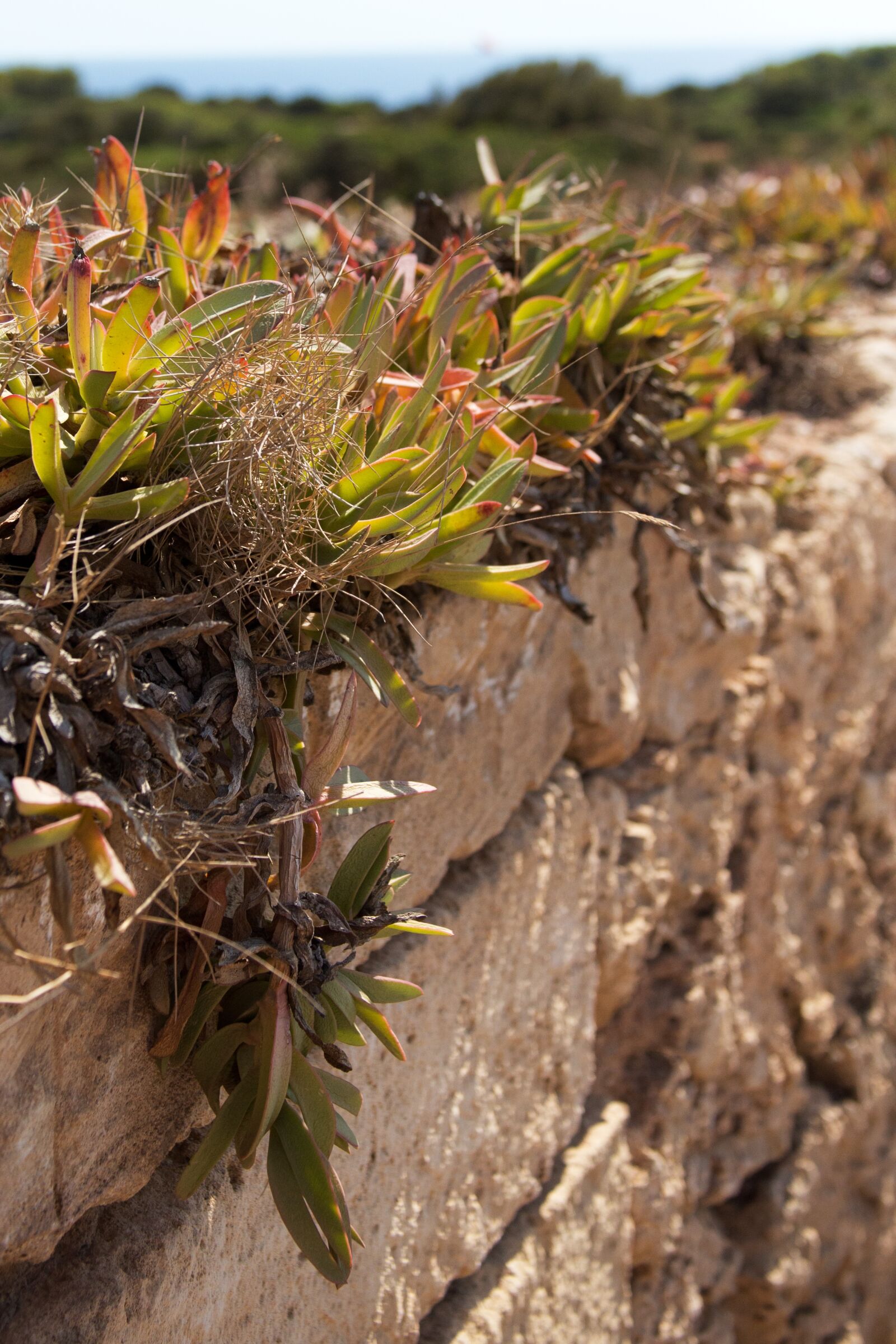 Canon EF 28-135mm F3.5-5.6 IS USM sample photo. Plant, wall, weed photography