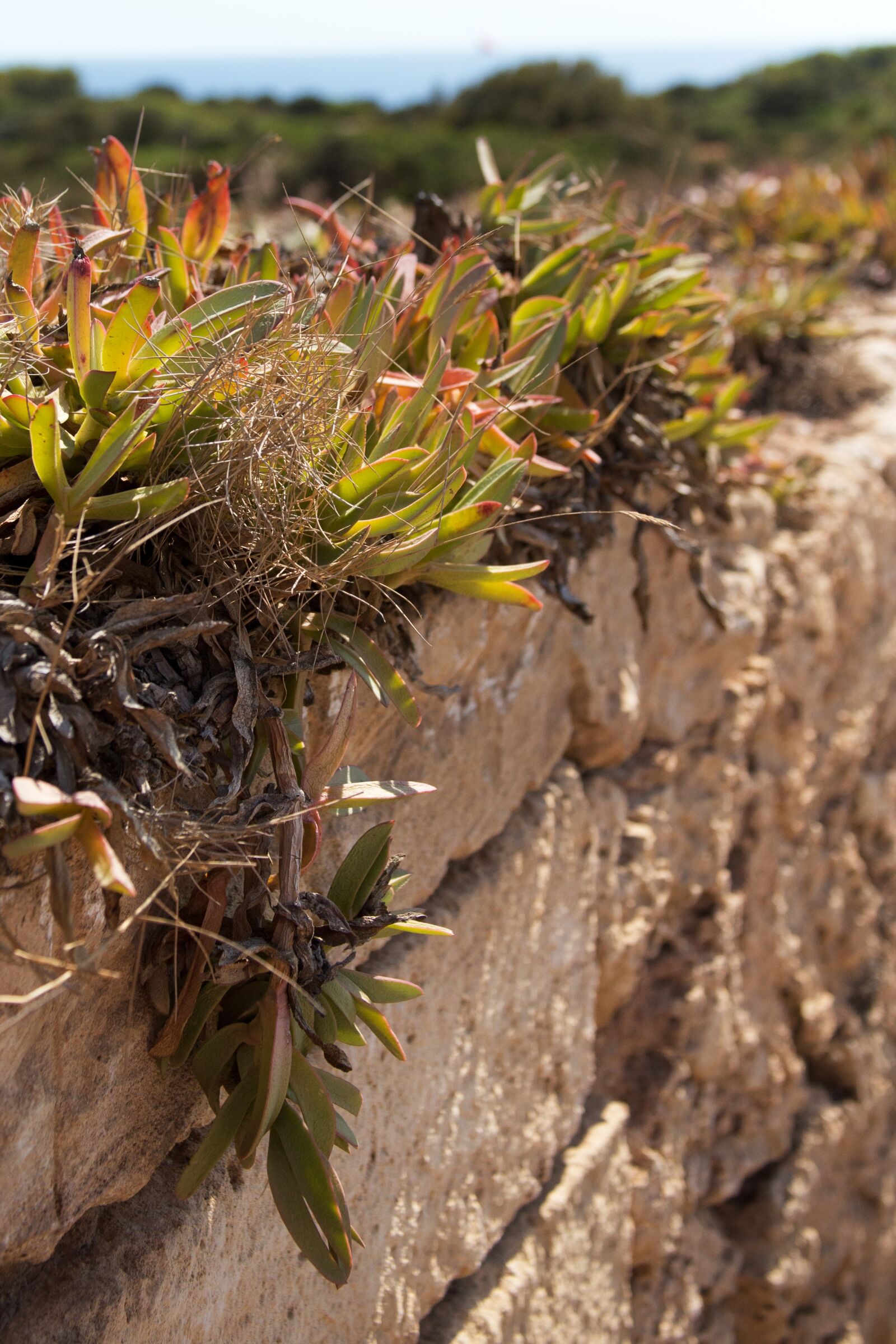 Canon EOS 6D + Canon EF 28-135mm F3.5-5.6 IS USM sample photo. Plant, wall, weed photography