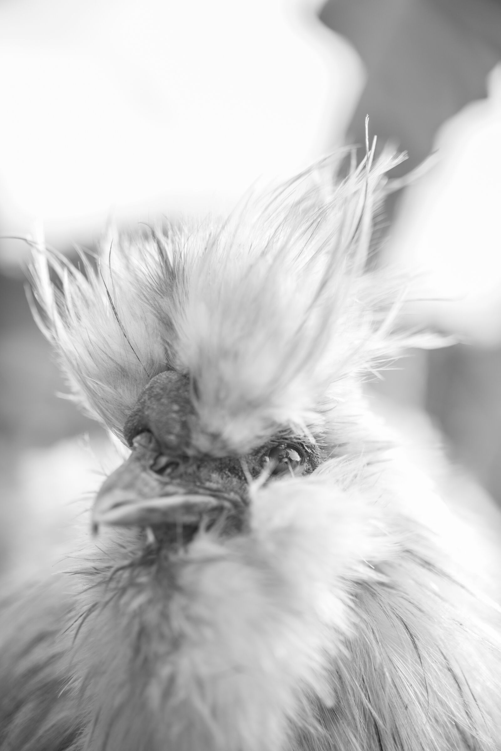 Nikon D600 sample photo. Fluffy, chicken, hen photography
