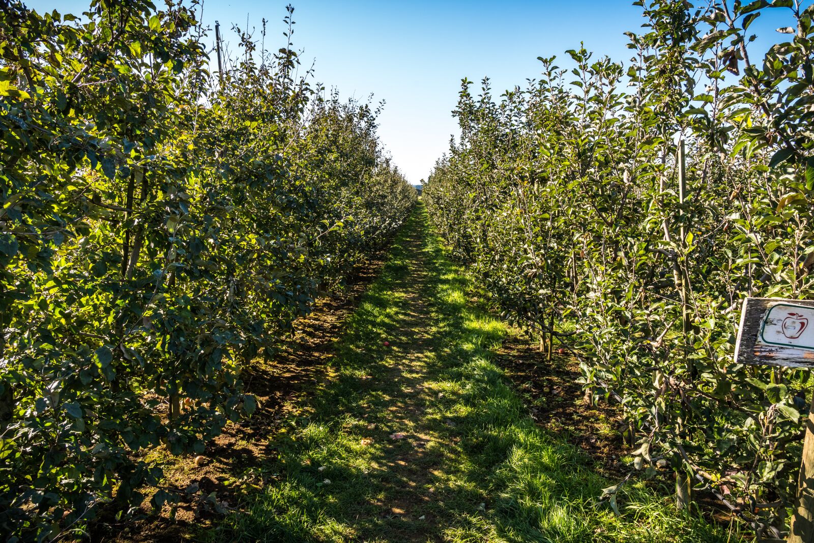 Sony a7 III sample photo. Apple, orchard, harvest photography