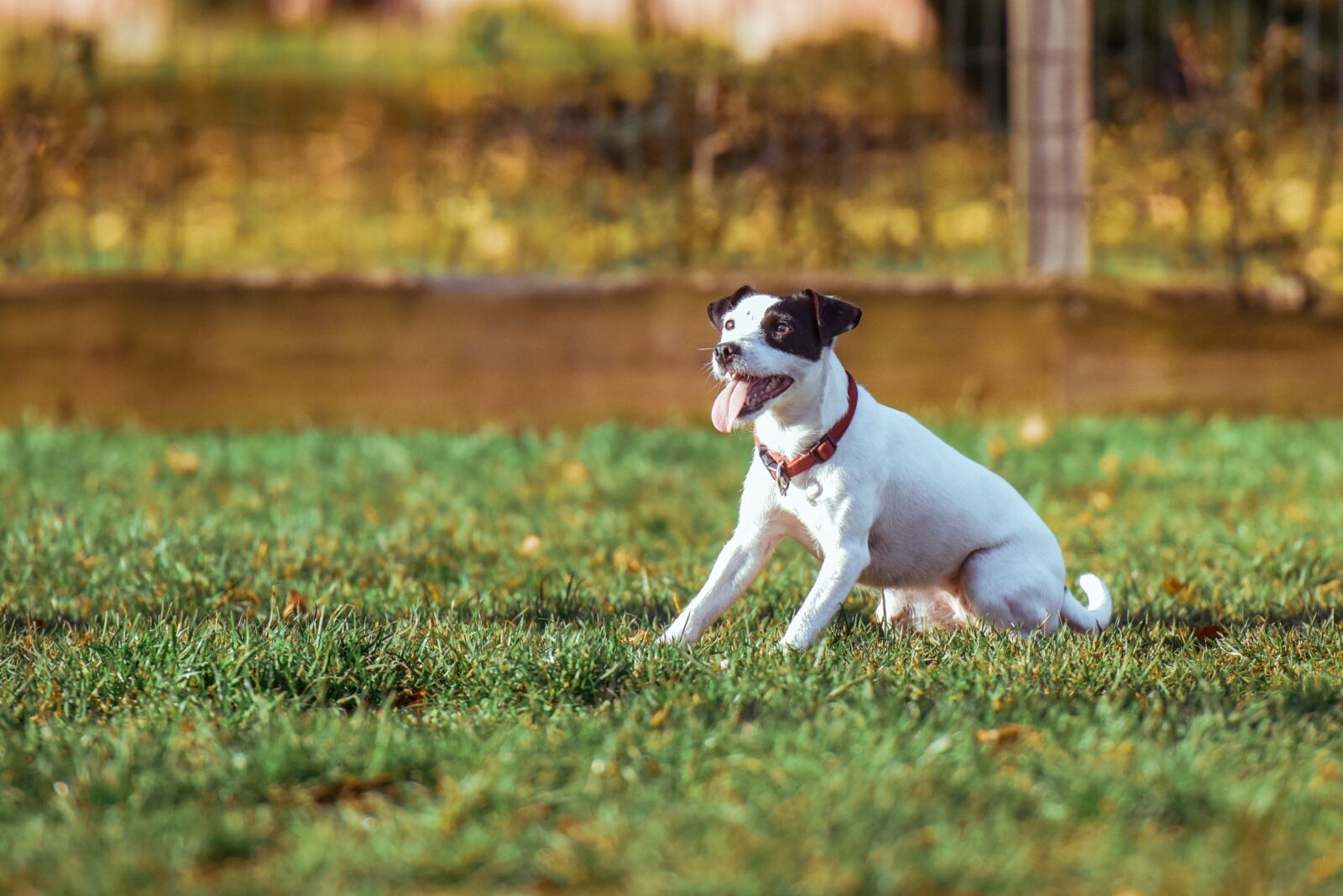Nikon D810 sample photo. Adorable, animal, breed photography