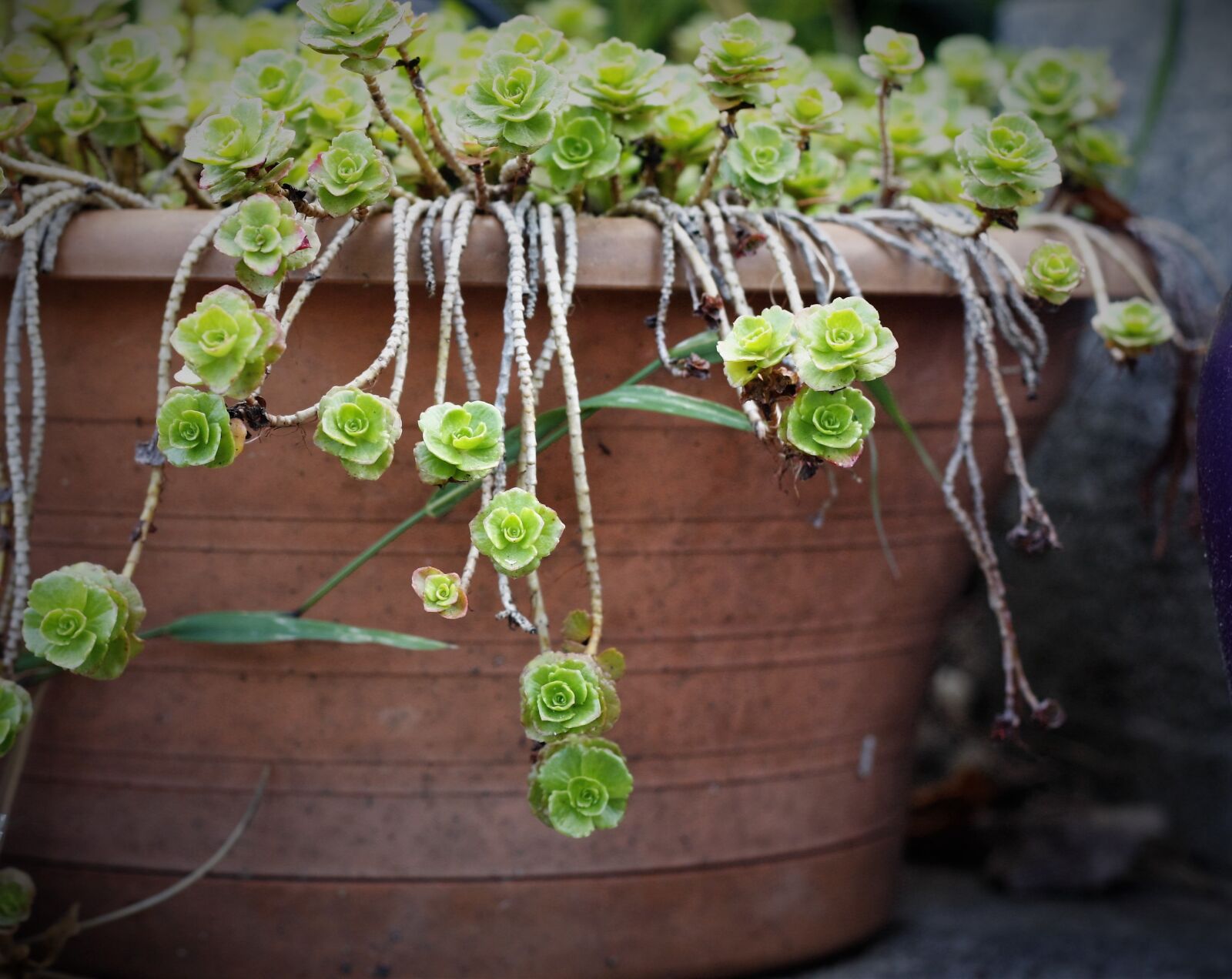 Canon EOS 40D sample photo. Pot, flower, plant photography