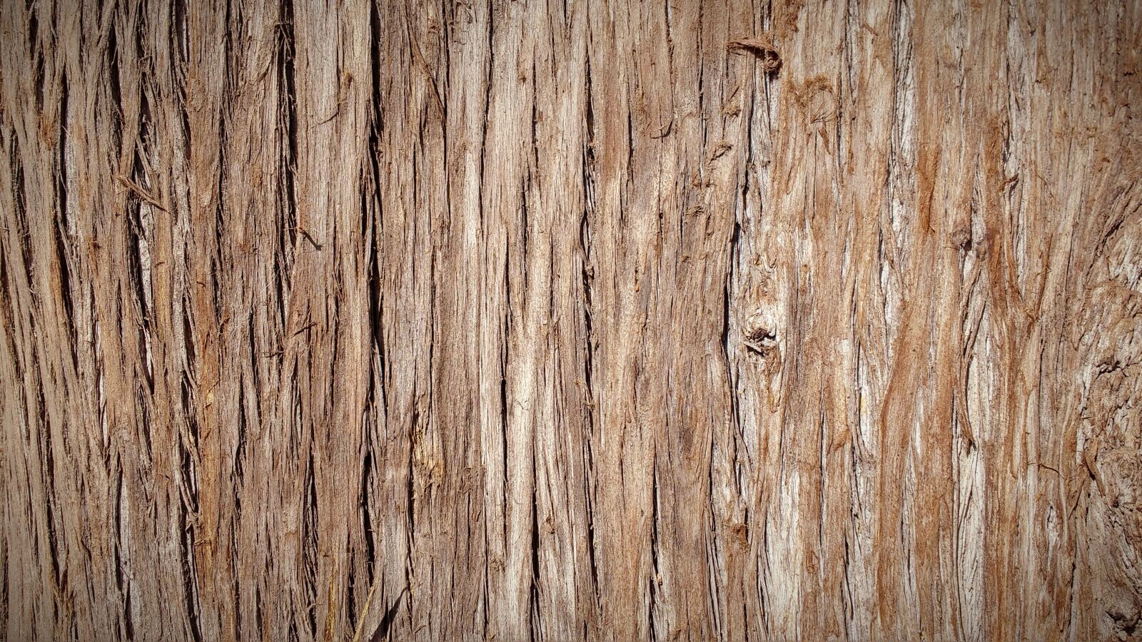 Motorola MotoG3 sample photo. Trunk, bark, tree bark photography