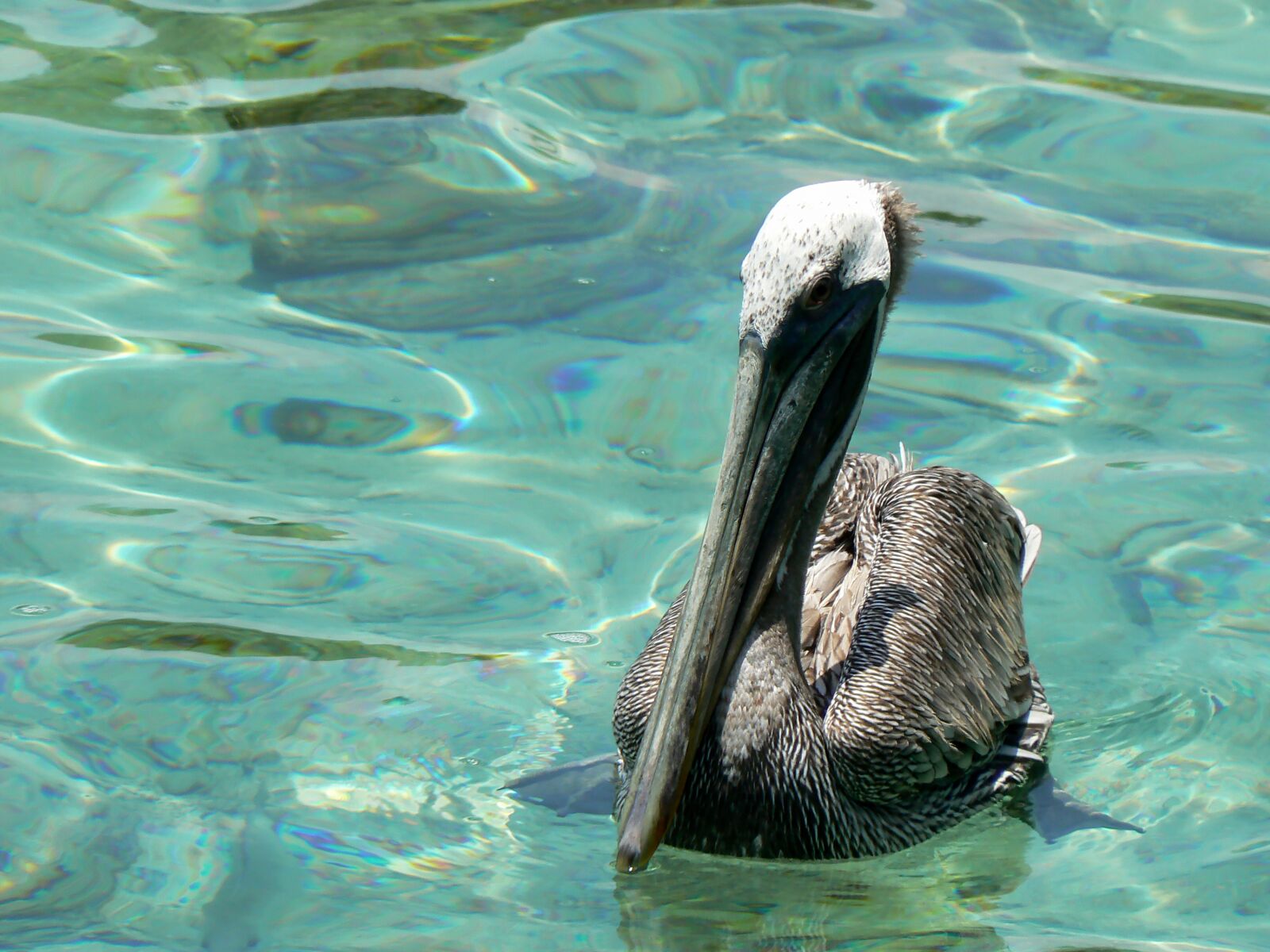 Panasonic DMC-FZ7 sample photo. Colombia, cartagena, pelican photography