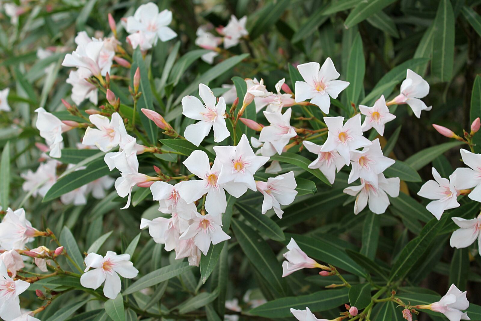 Canon EOS 1100D (EOS Rebel T3 / EOS Kiss X50) sample photo. Oleander, common oleander, oleander photography