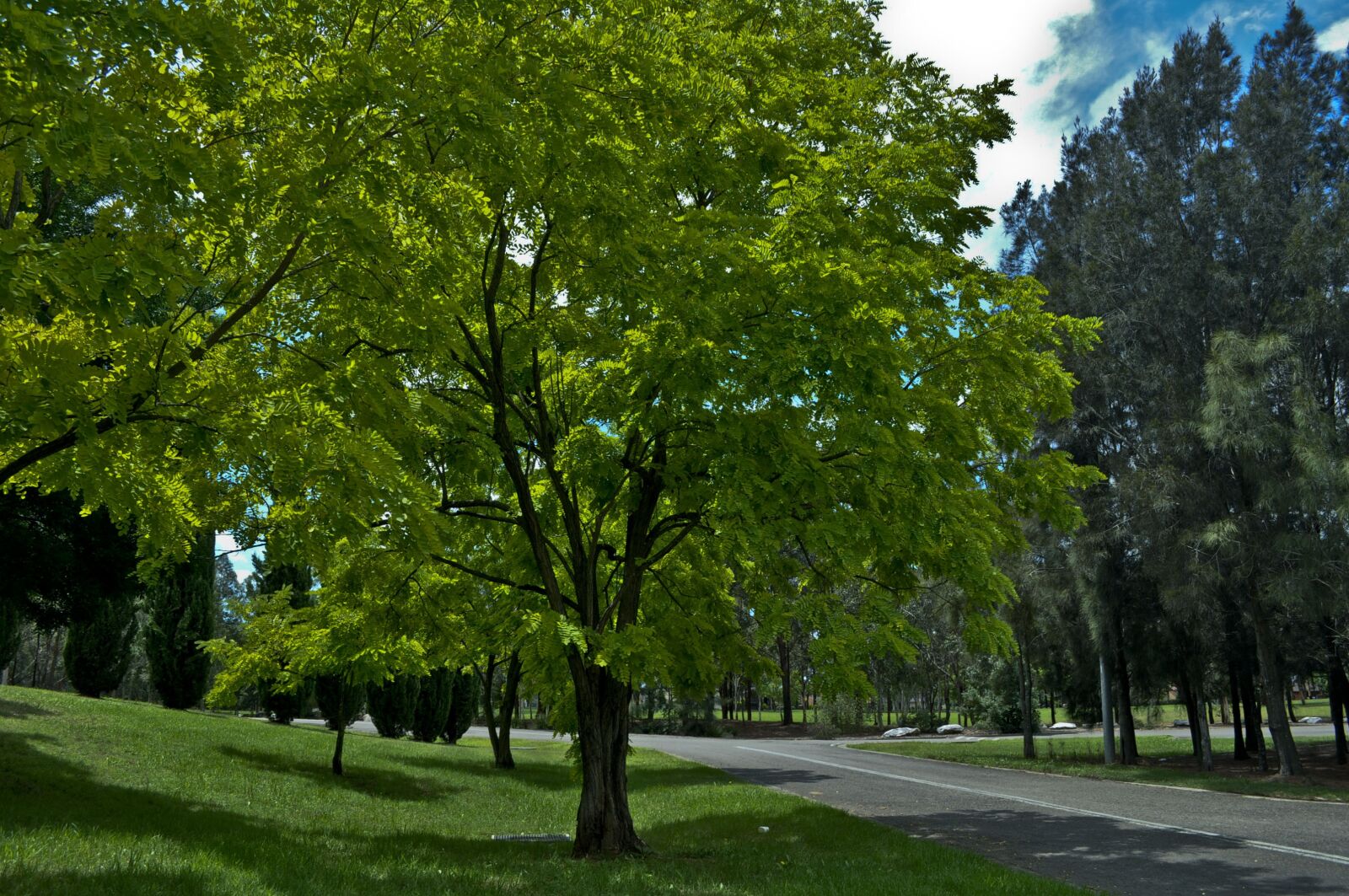 Nikon D90 sample photo. Greenery, tree, nature photography