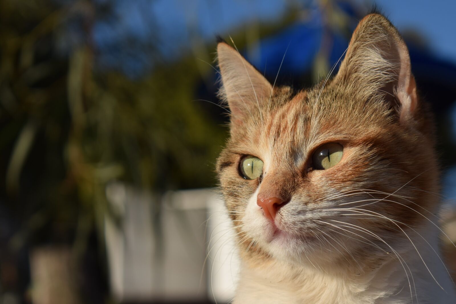 Nikon D3300 sample photo. Cat, stray, animal photography