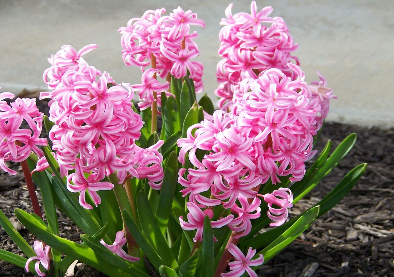 Kodak Z612 ZOOM DIGITAL CAMERA sample photo. Flowers, landscape, nature photography
