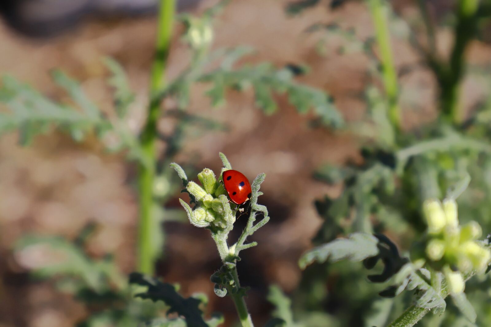 Canon EOS M50 (EOS Kiss M) sample photo. Beetle, nature, insect photography