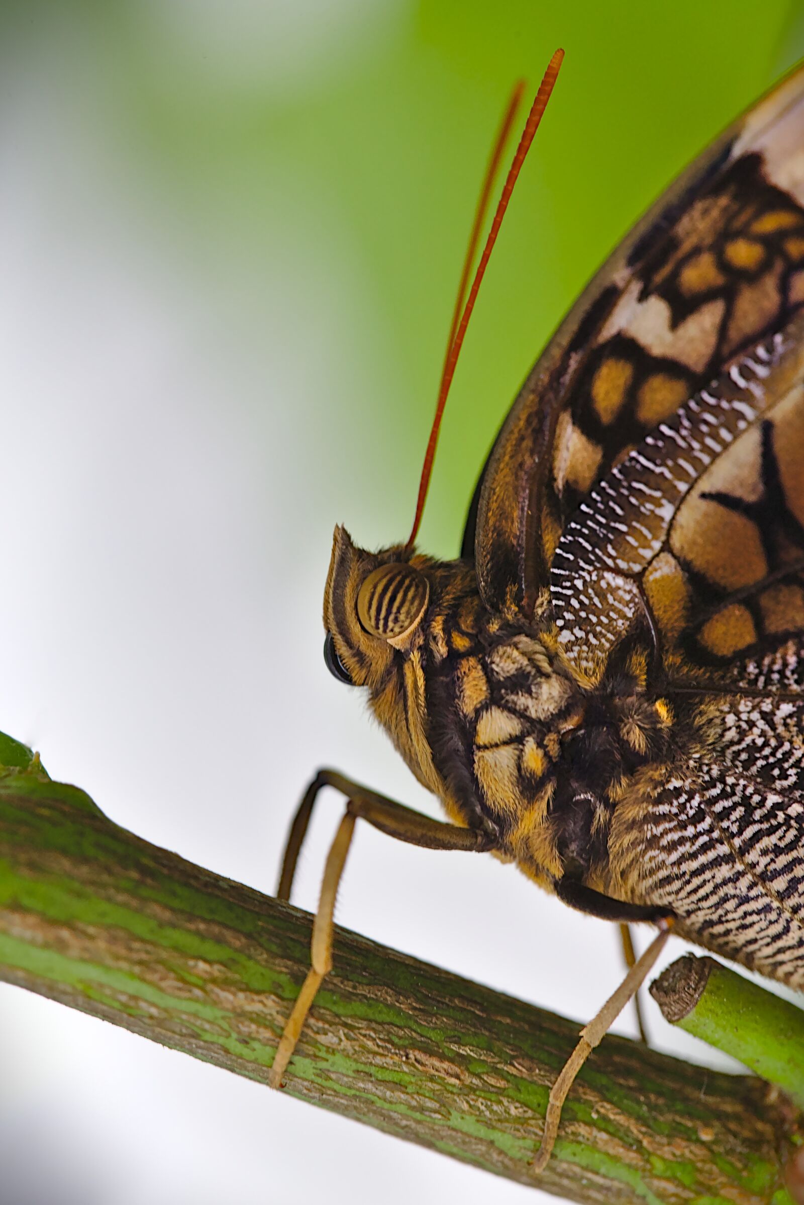 Canon EF 100mm F2.8L Macro IS USM sample photo. Butterfly, macro, probe photography