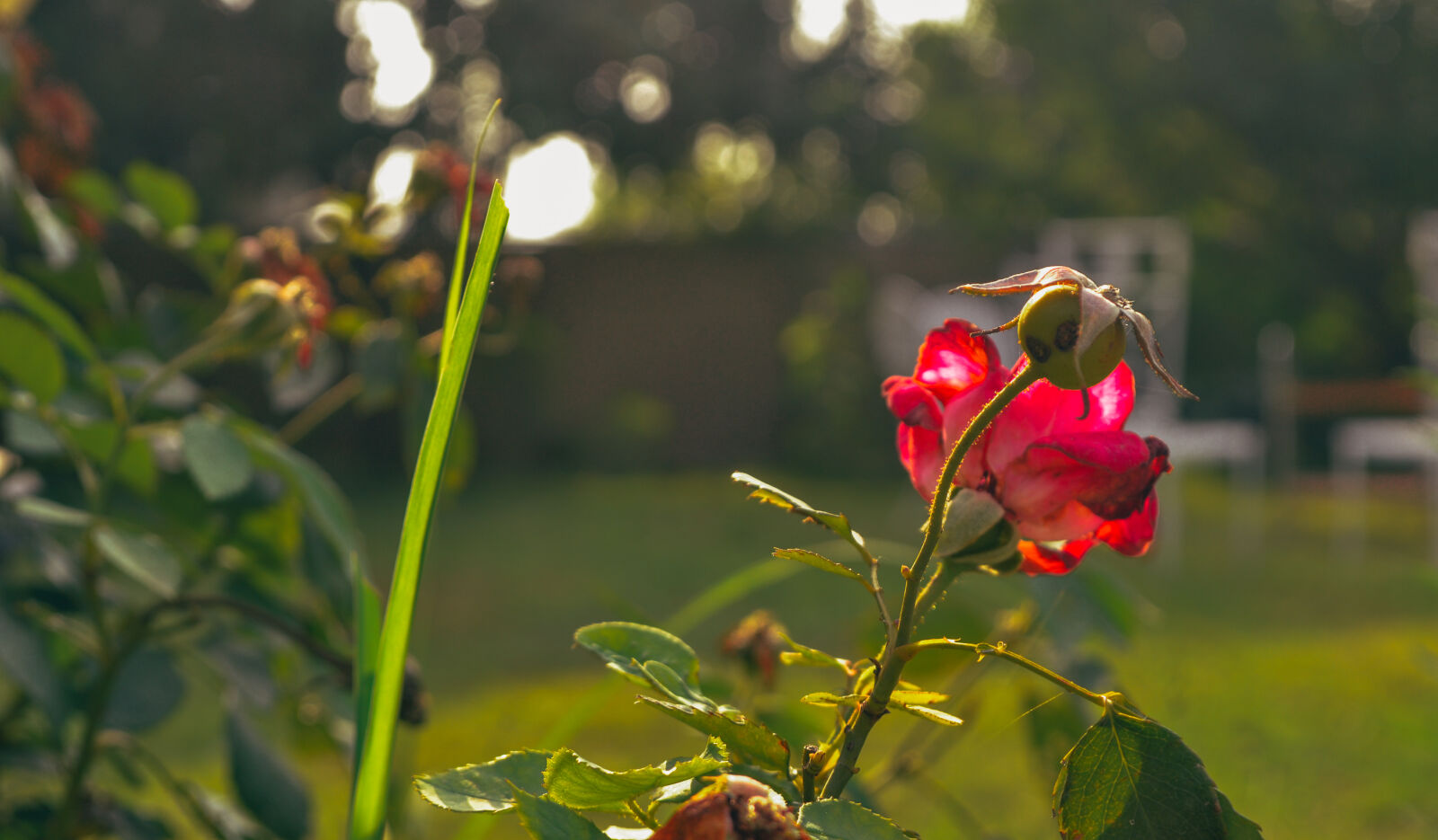 Nikon D3100 sample photo