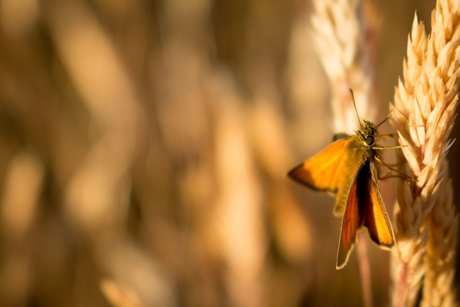 Canon EOS 700D (EOS Rebel T5i / EOS Kiss X7i) sample photo. Animal, bokeh, butterfly, dawn photography