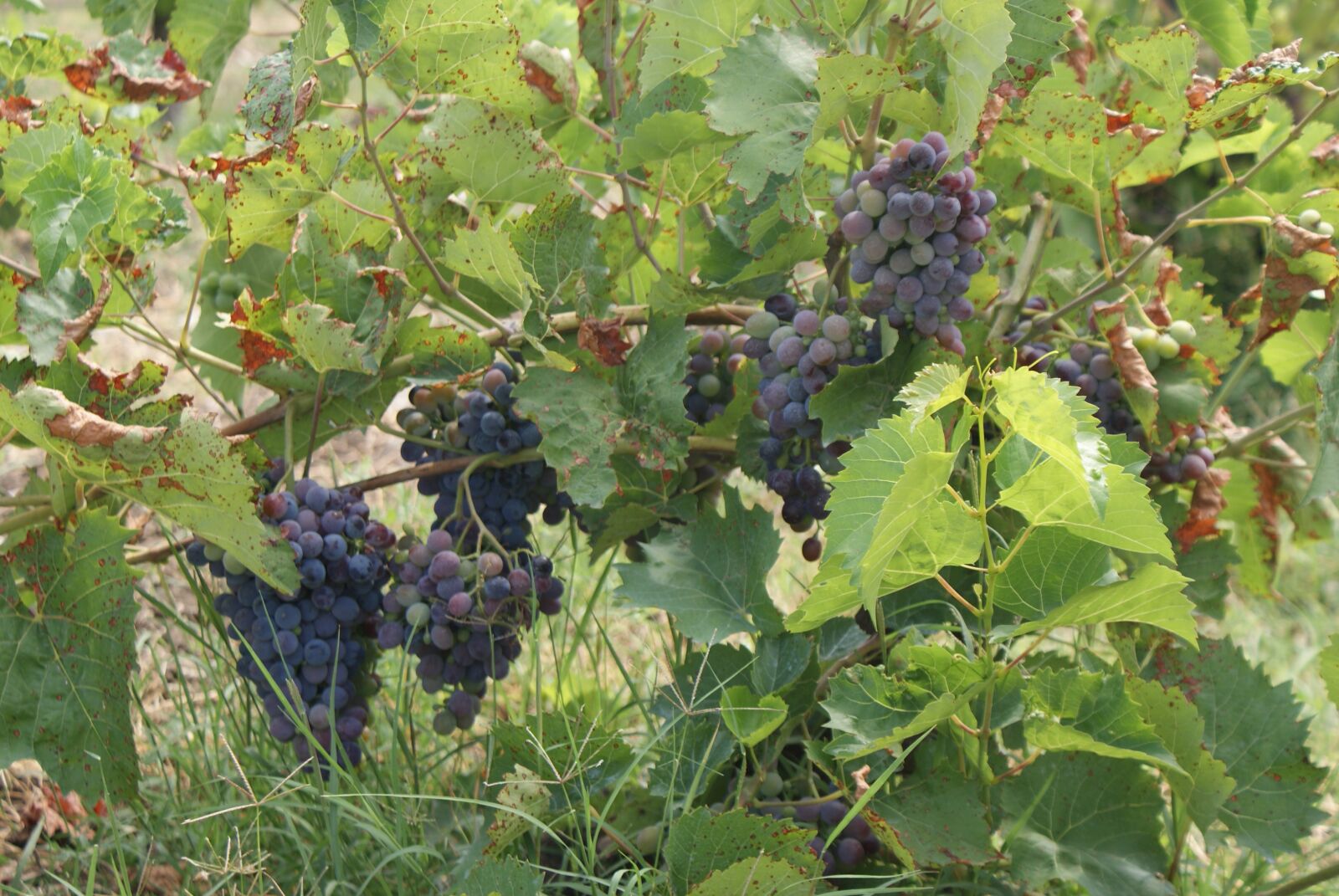 Sony Alpha DSLR-A300 sample photo. Plant, vine, grape photography