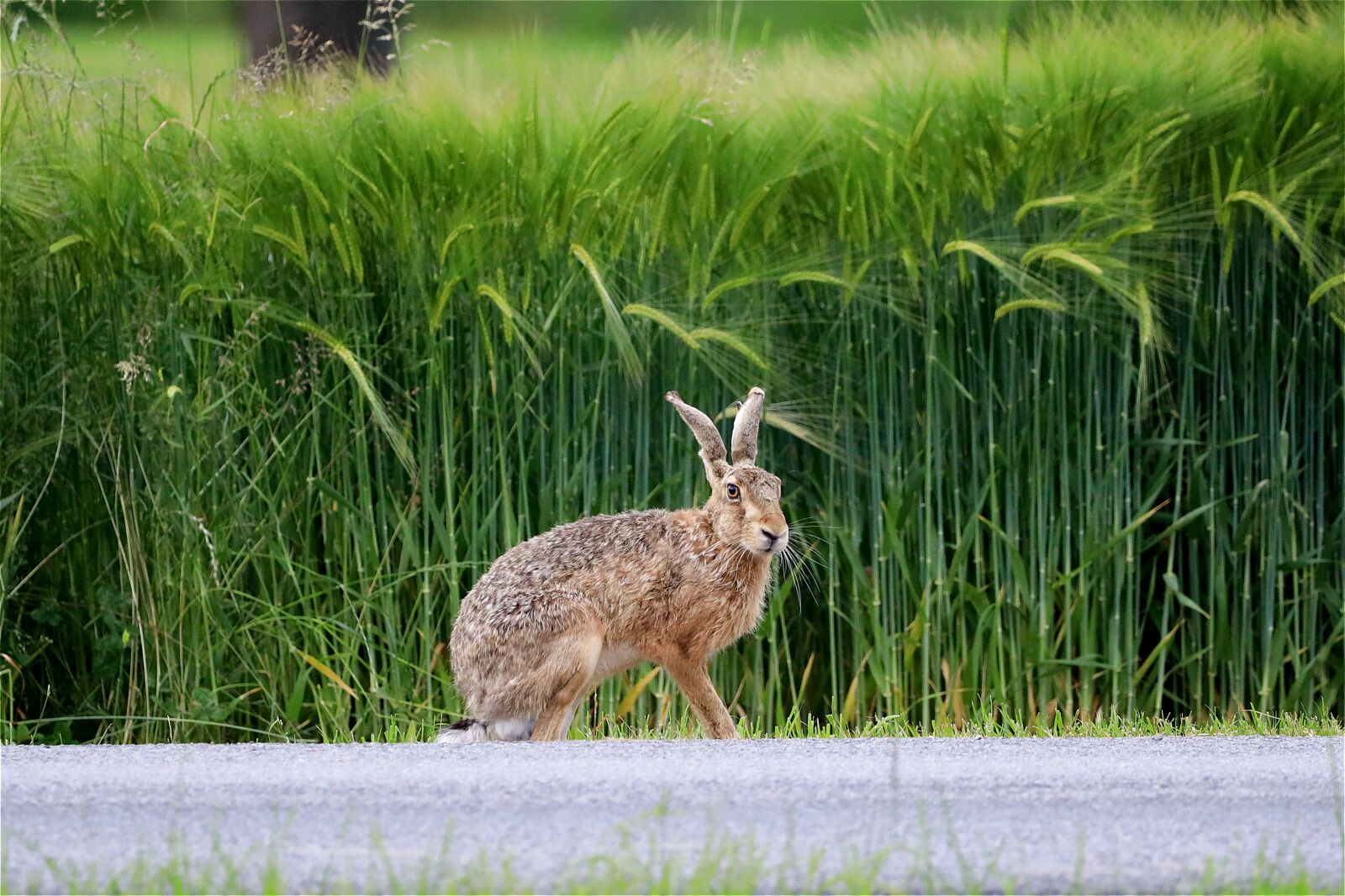 Canon EOS R + 150-600mm F5-6.3 DG OS HSM | Contemporary 015 sample photo. Hare, long eared, rabbit photography