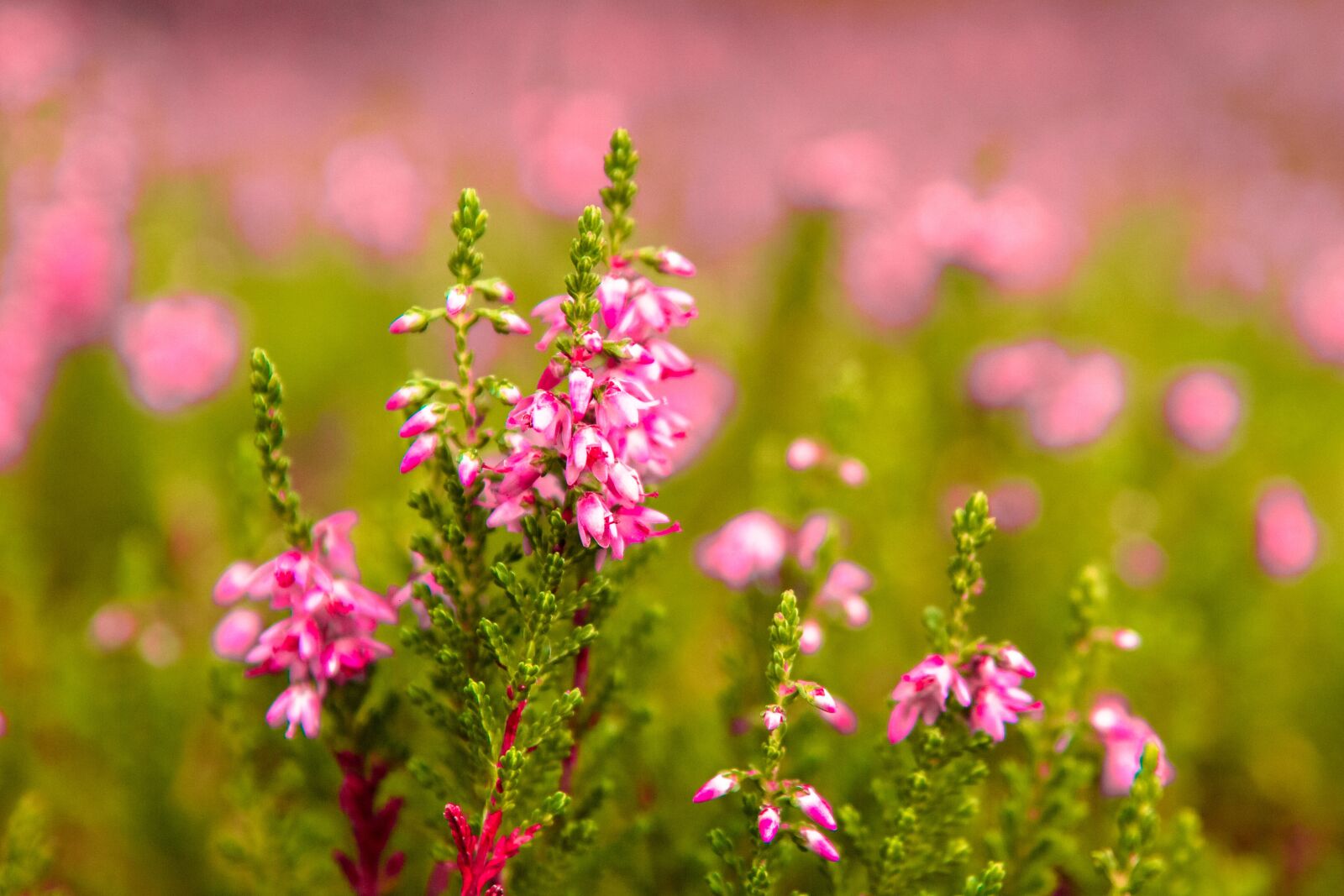 Canon EOS 700D (EOS Rebel T5i / EOS Kiss X7i) sample photo. Heather, flower, flowers photography