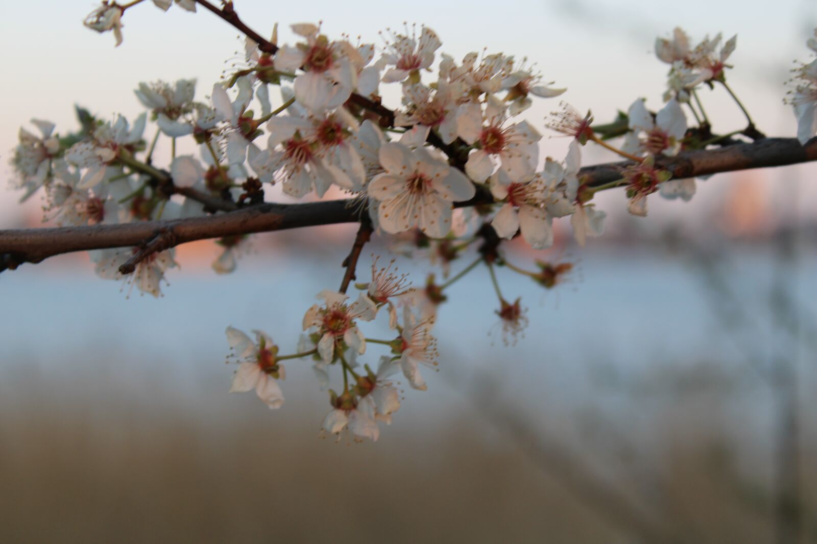 Canon EOS 2000D (EOS Rebel T7 / EOS Kiss X90 / EOS 1500D) sample photo. Nature, blossom, bloom photography
