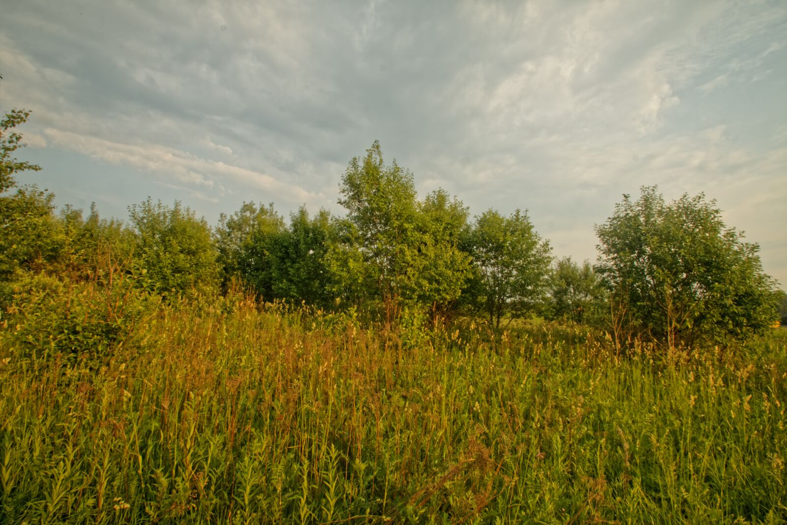 Canon EOS 500D (EOS Rebel T1i / EOS Kiss X3) sample photo. Field, summer, clouds photography