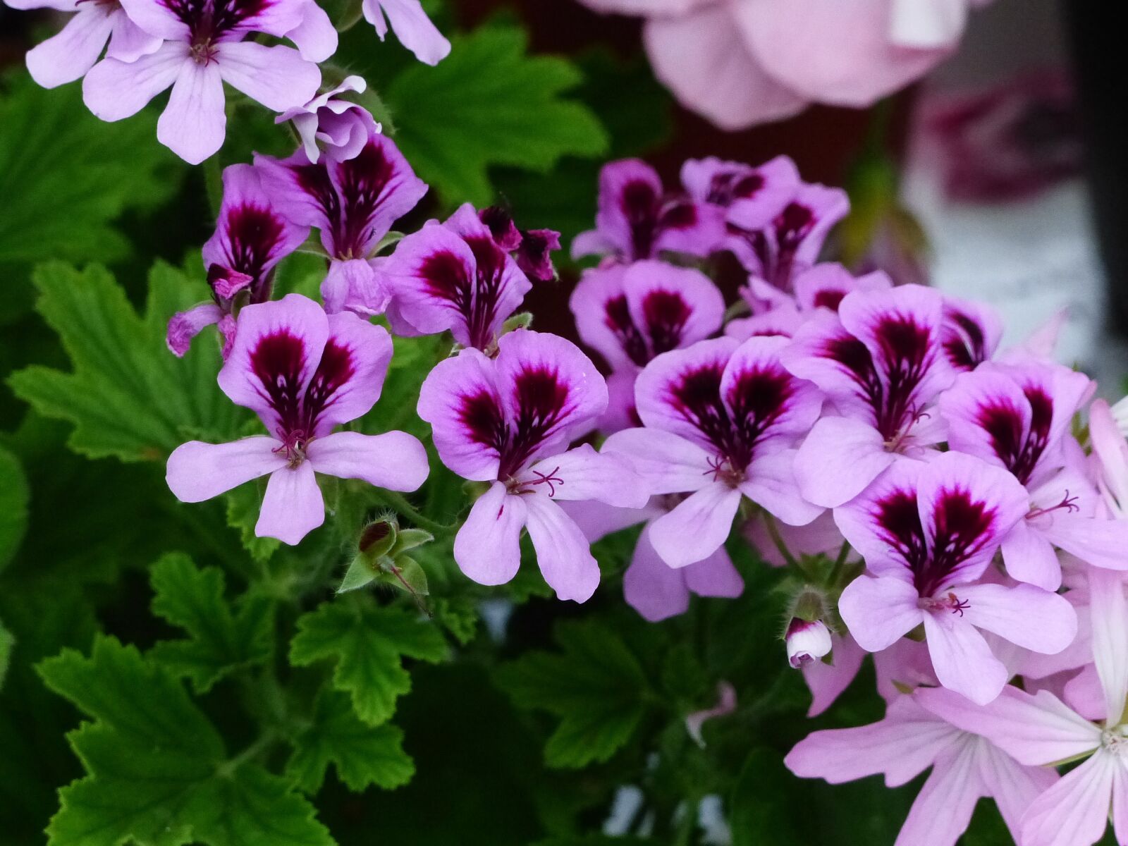 Panasonic Lumix DMC-FZ200 sample photo. Geranium, flowers, colors photography