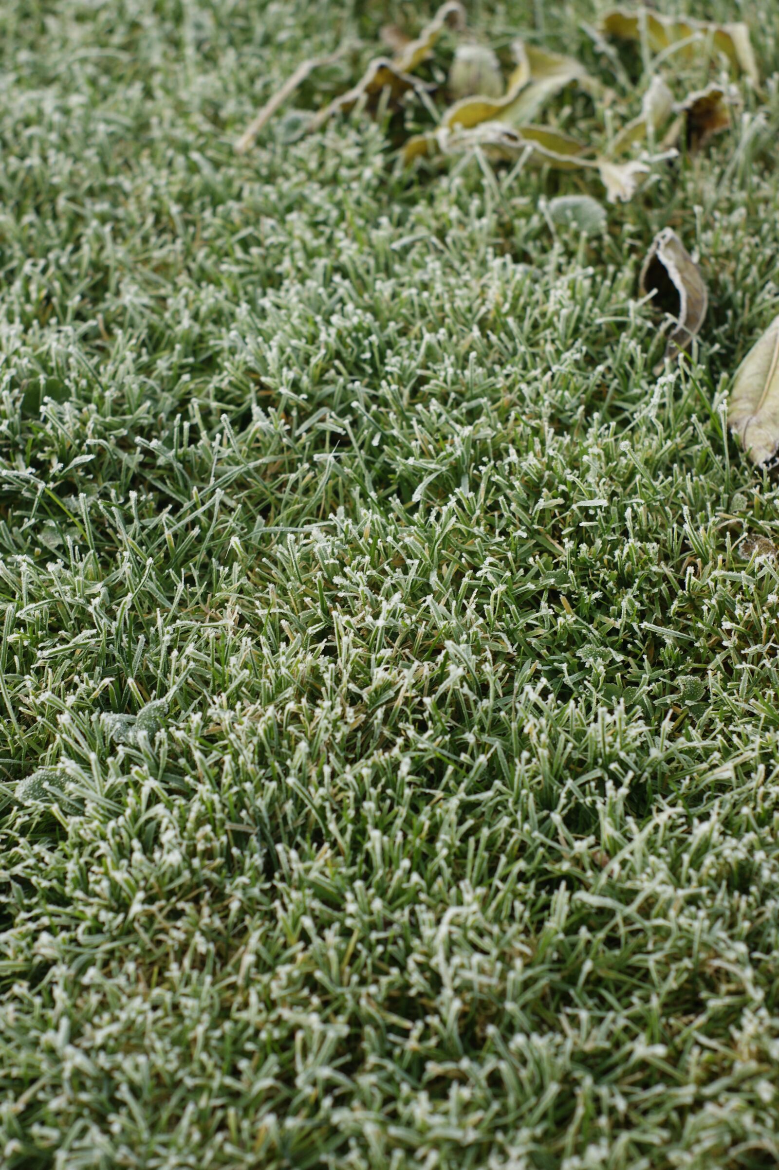 Sony Alpha DSLR-A290 sample photo. Frost, cold, freeze photography