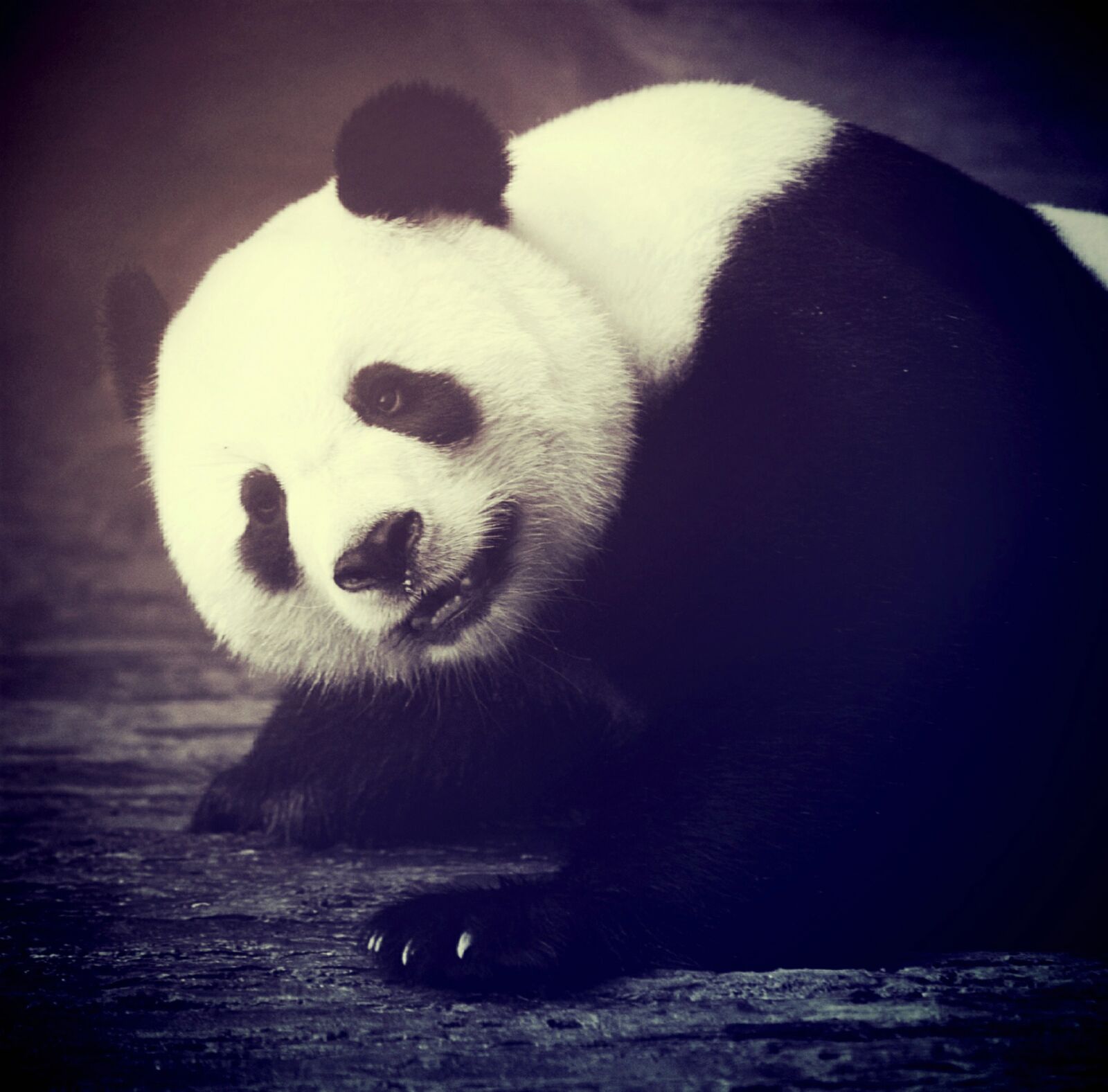 Olympus E-300 (EVOLT E-300) sample photo. Panda bear, animal, asia photography