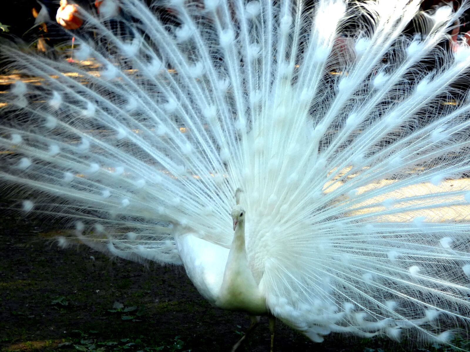 Panasonic Lumix DMC-ZS25 (Lumix DMC-TZ35) sample photo. Bird, peacock, wheel photography