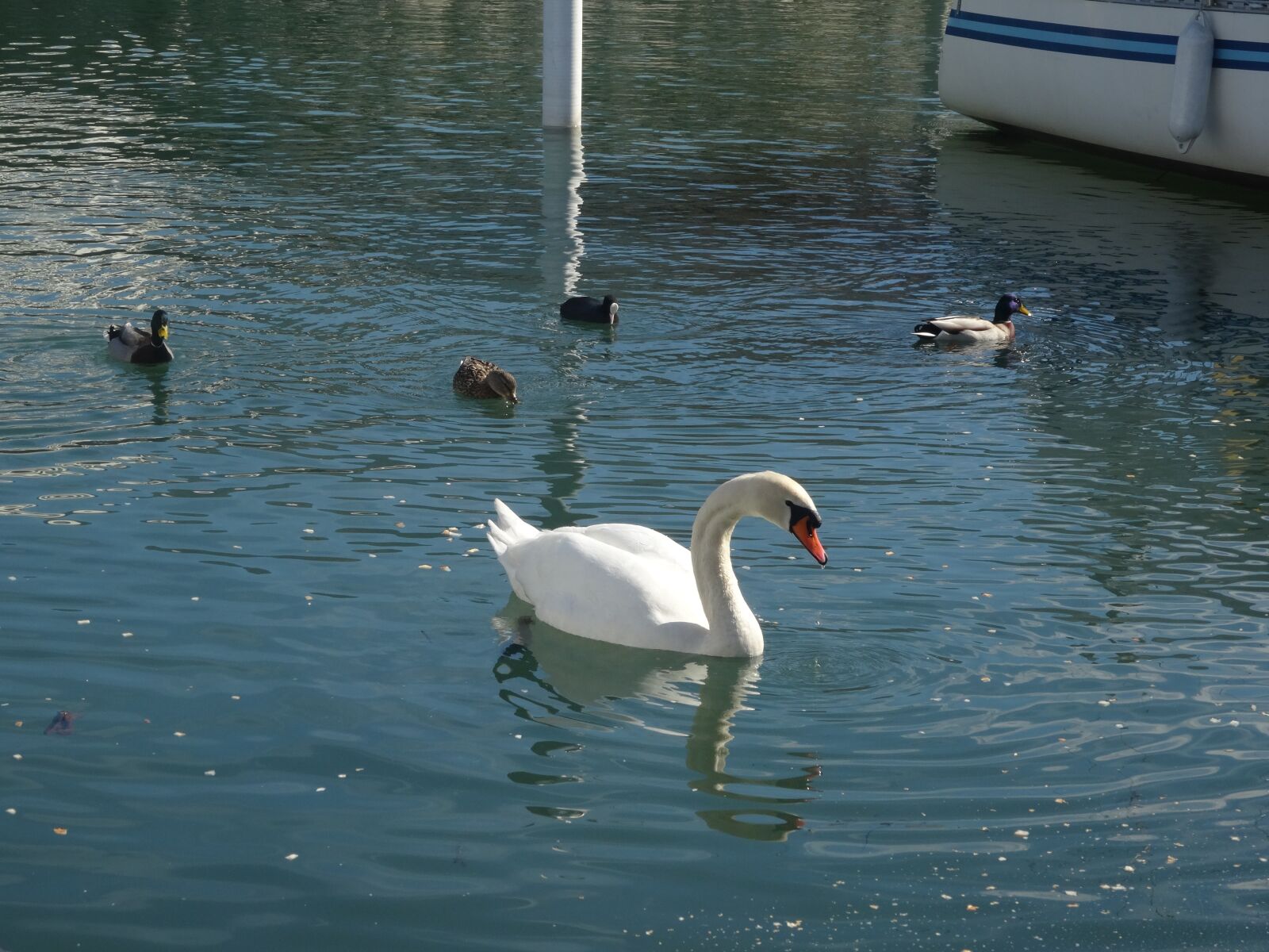 Sony Cyber-shot DSC-WX300 sample photo. Swan, swan at lake photography