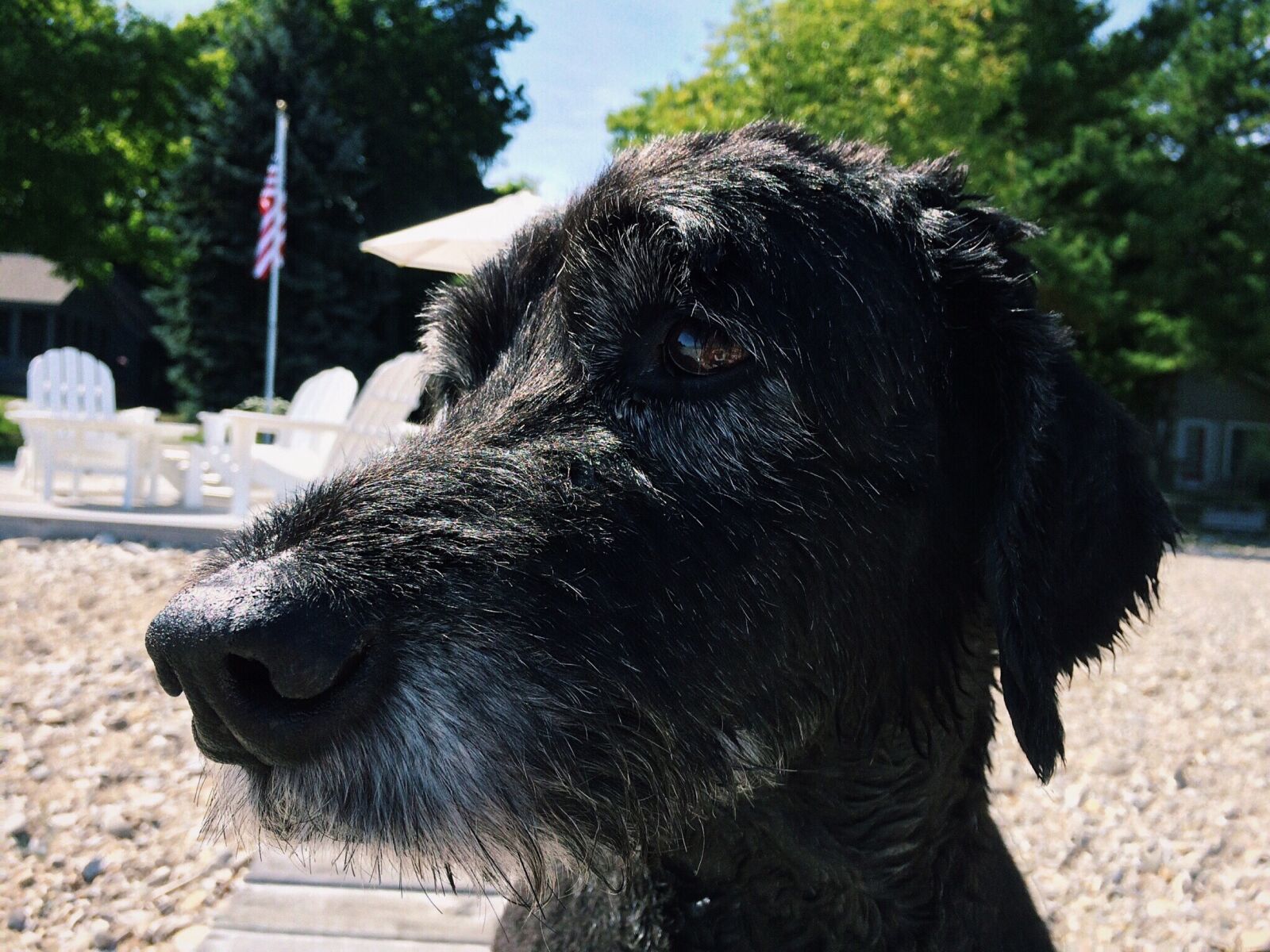 iPhone 5s back camera 4.15mm f/2.2 sample photo. Dog, canine, goldendoodle photography