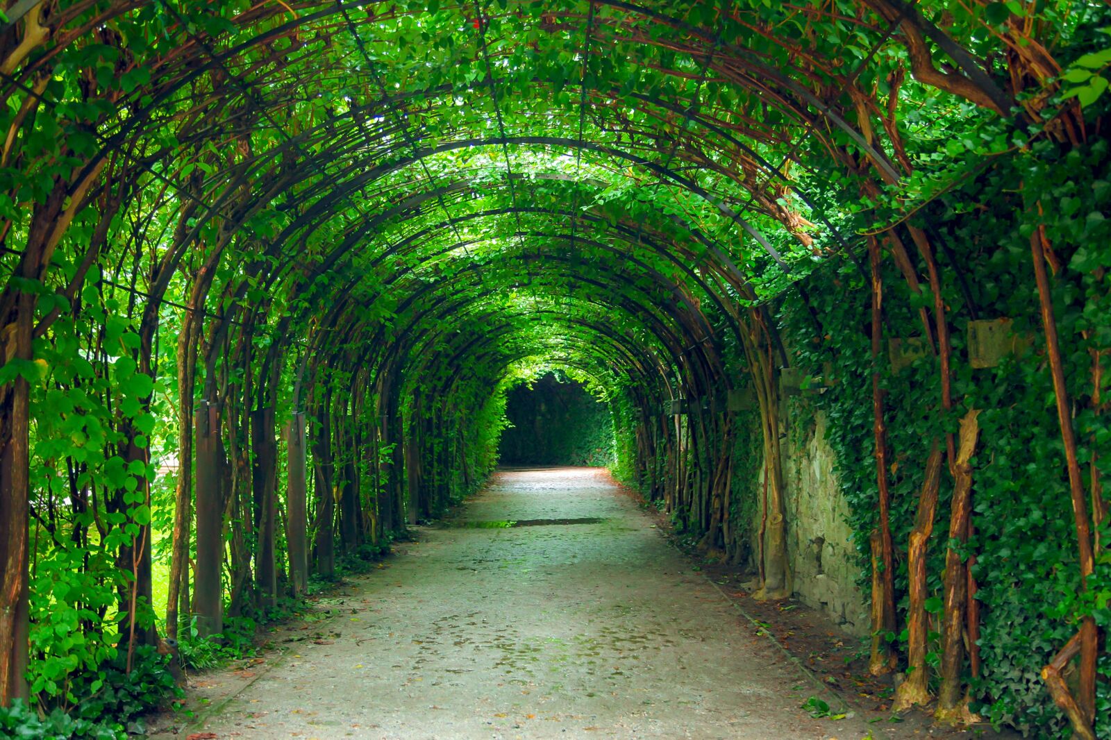 Canon EOS 5D Mark II sample photo. Green, tunnel, natural photography