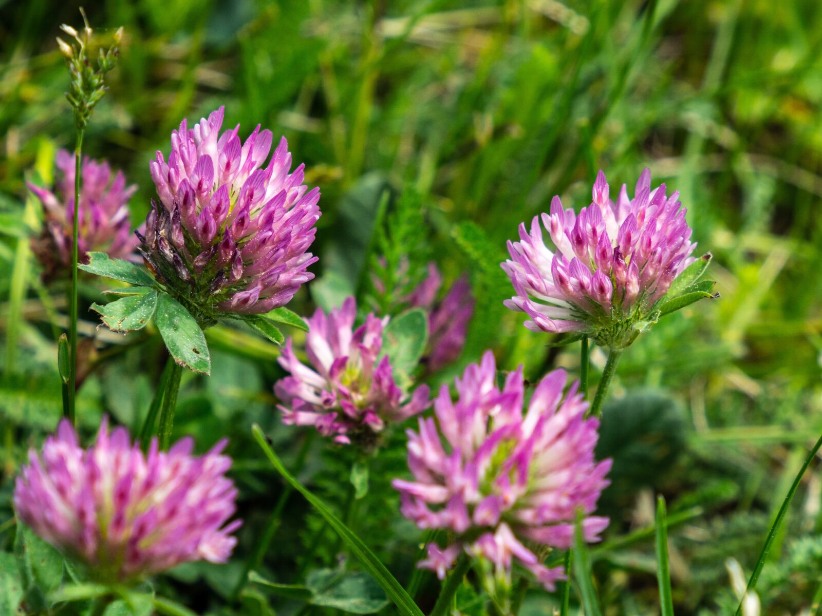 Olympus OM-D E-M10 III sample photo. Clover, flower, plant photography