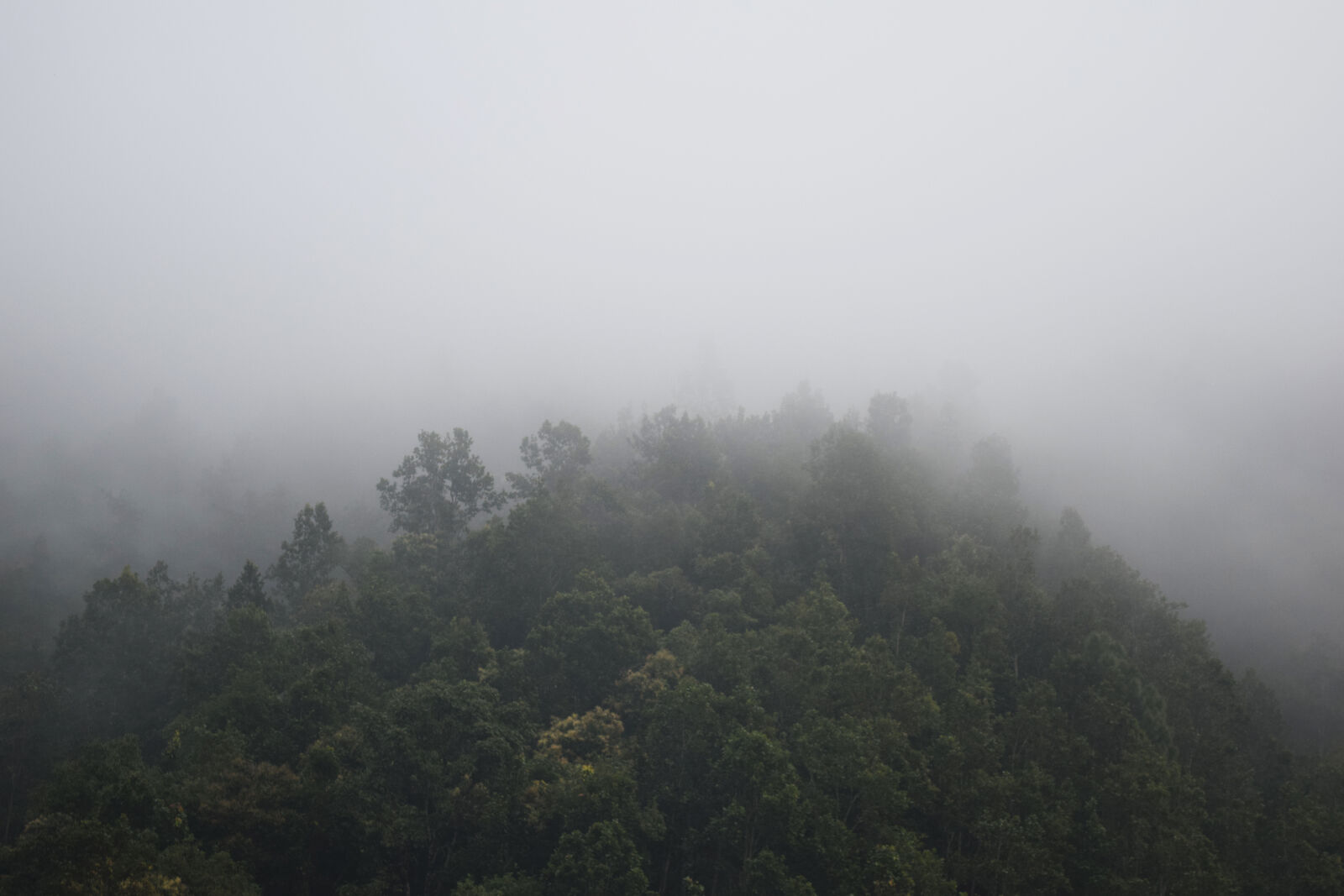Nikon D3300 sample photo. Foggy, mountain, with, green photography