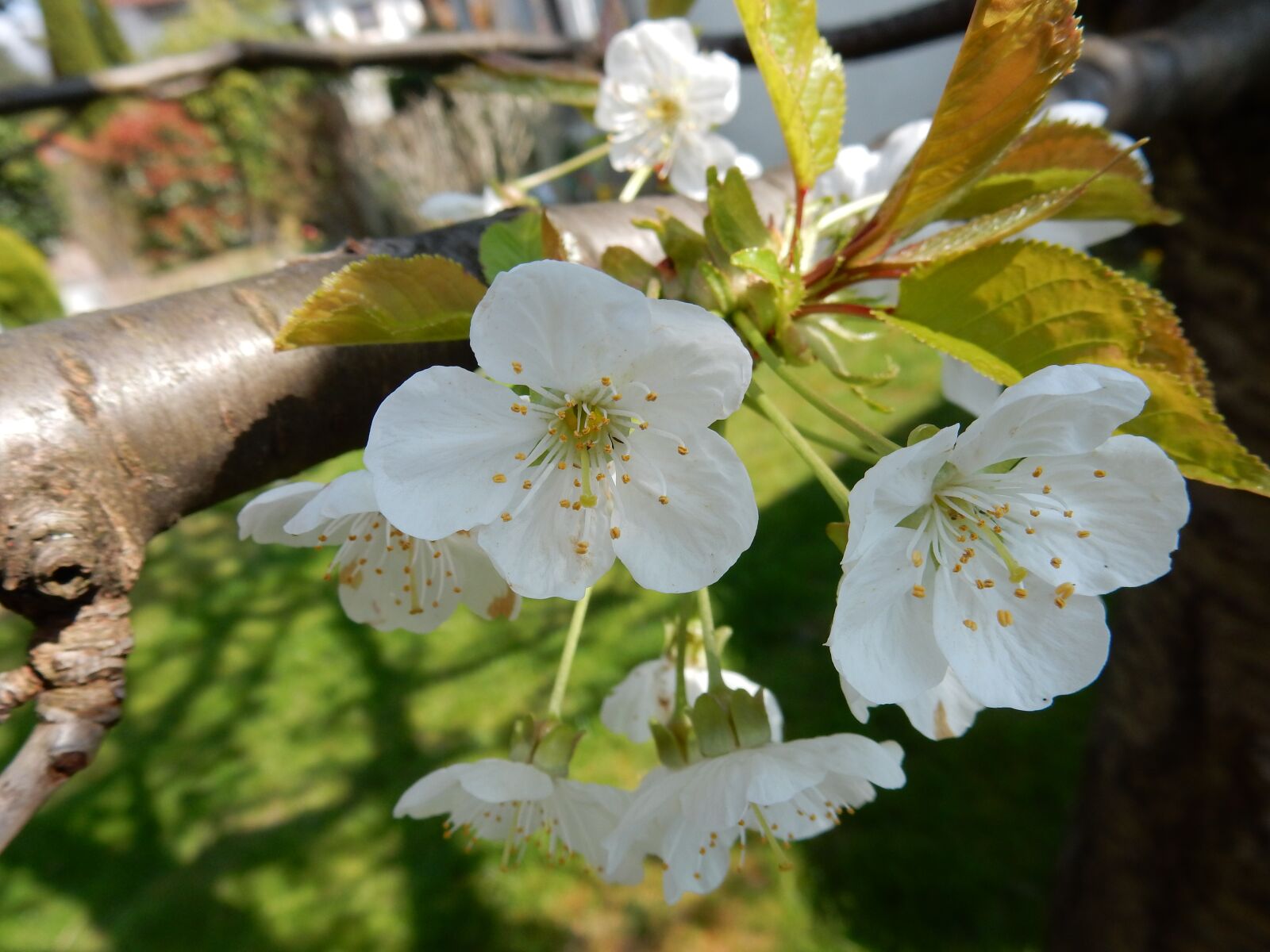 Nikon Coolpix S9900 sample photo. Cherry, blossom, white photography