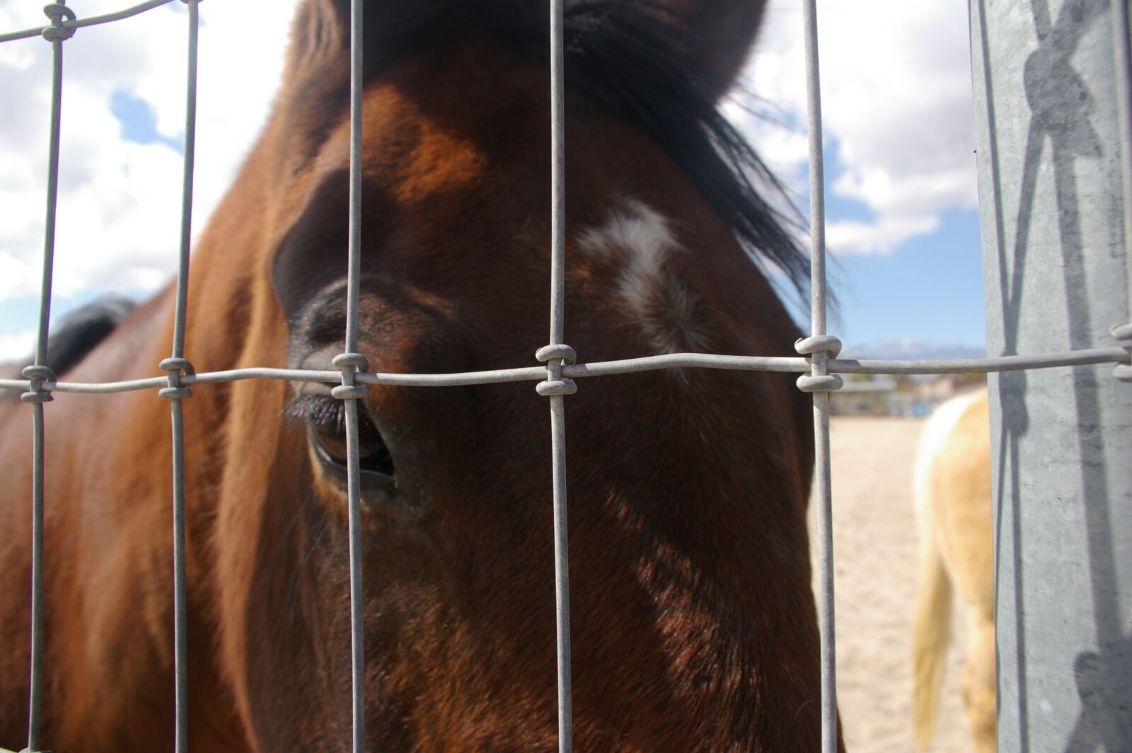 Pentax K100D Super sample photo. Horse, animal, equine photography