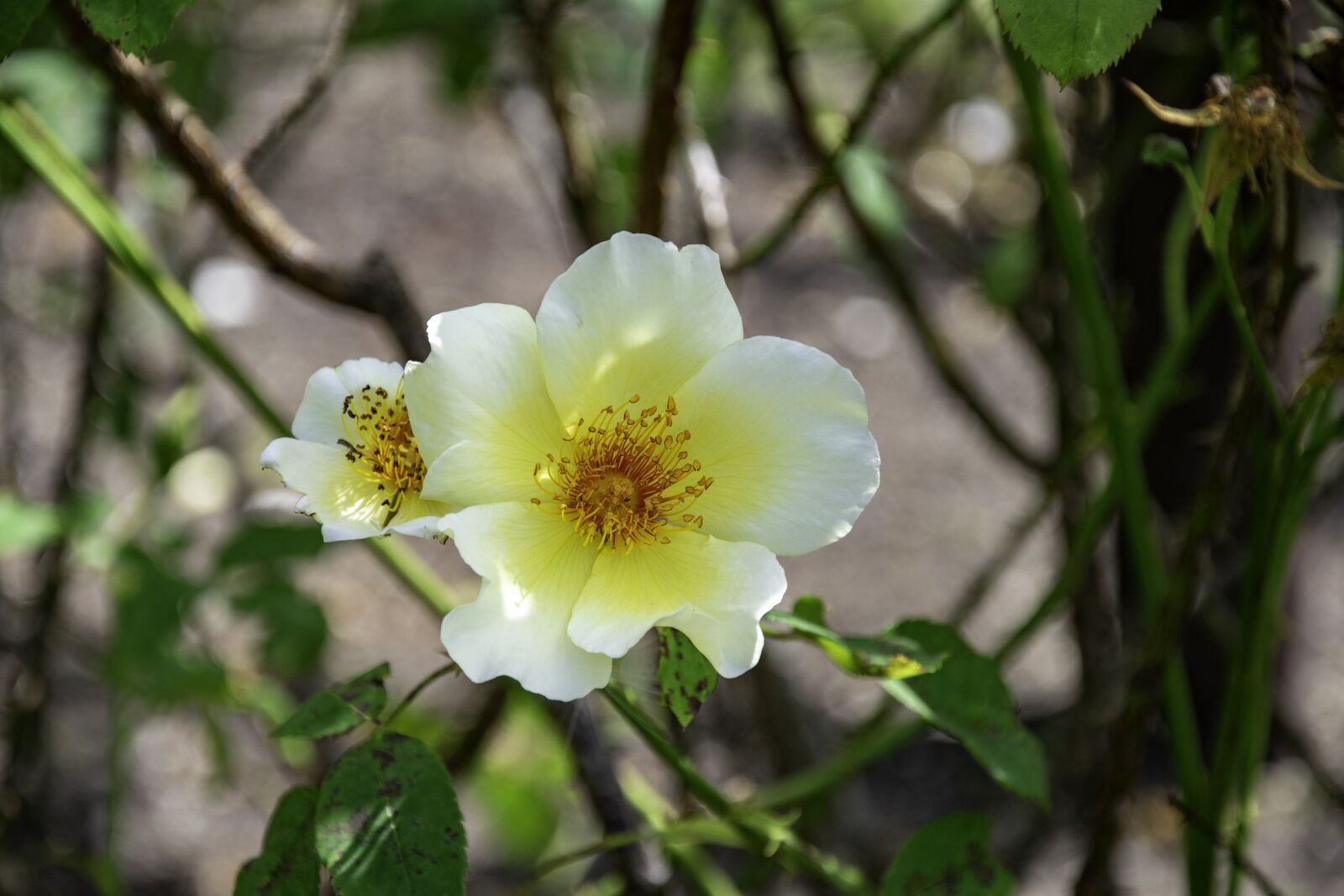 Nikon D3400 sample photo. White, yellow, flower photography